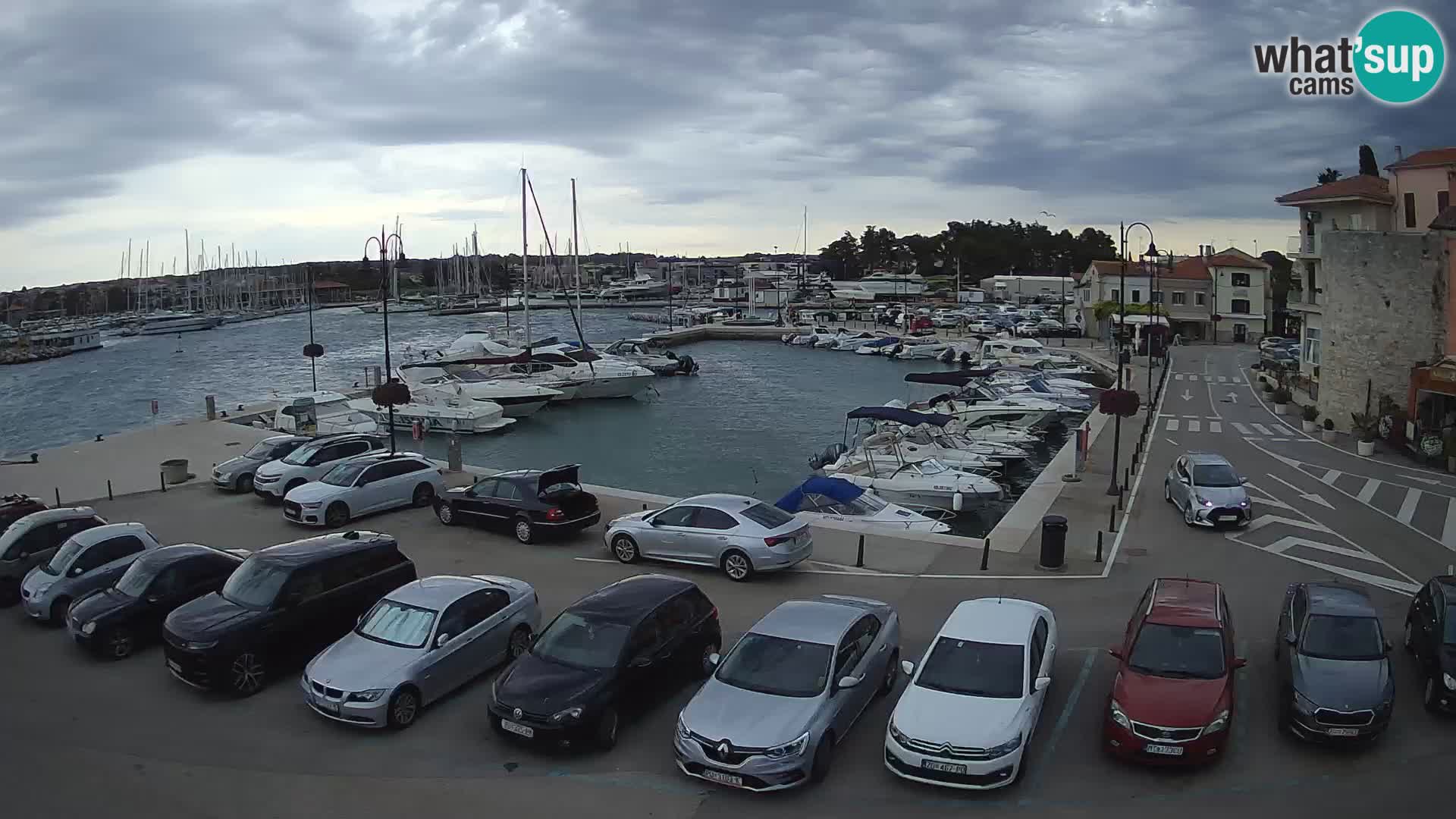 Novigrad | Porporela marina