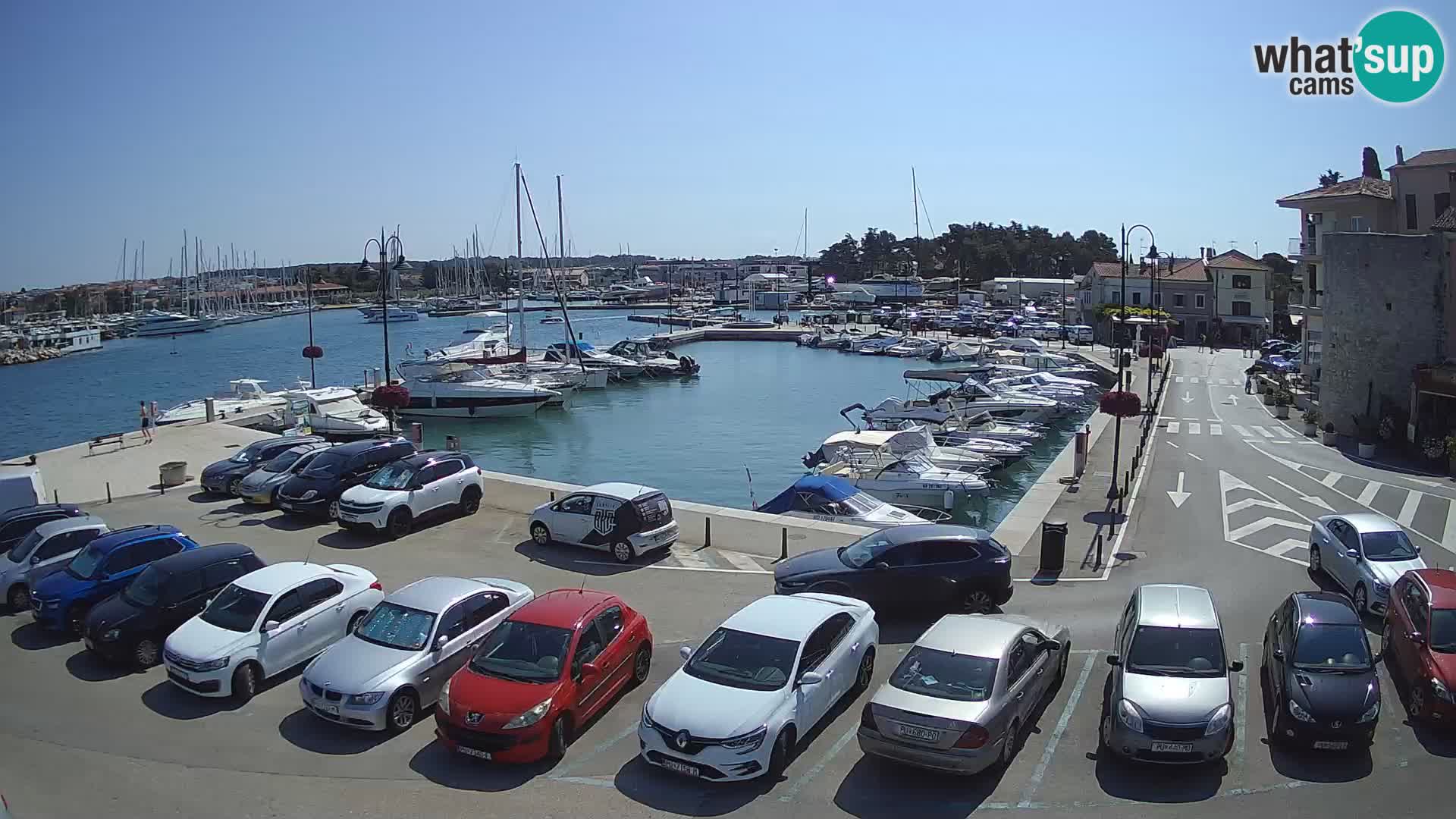 Novigrad | Porporela marina
