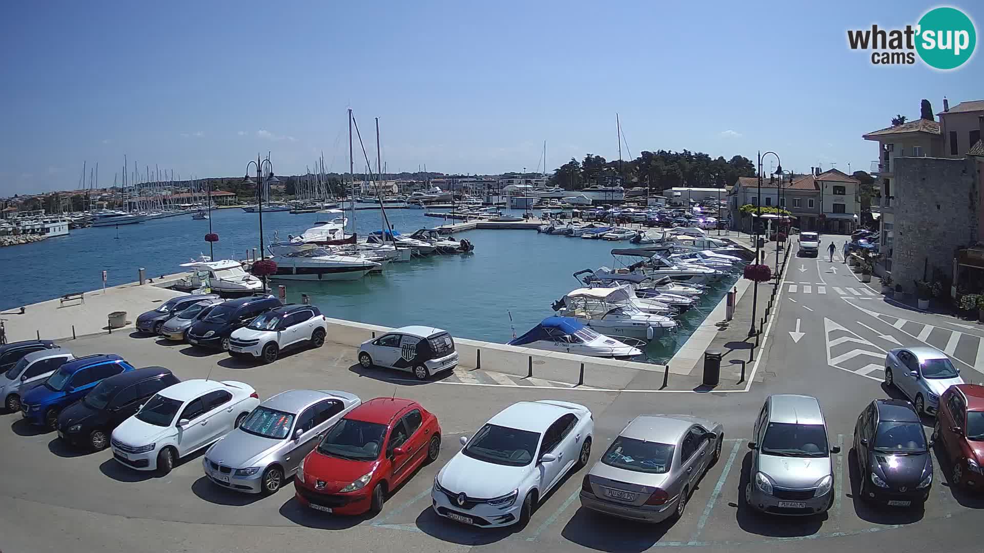 Novigrad | Porporela marina