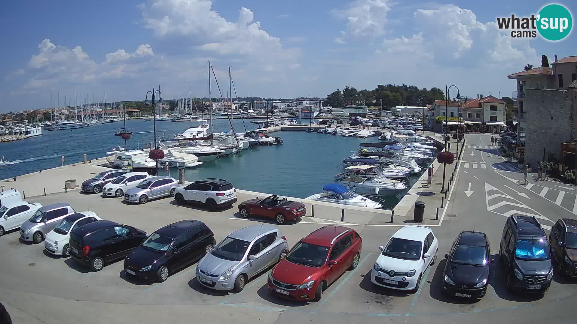 Novigrad | Porporela marina