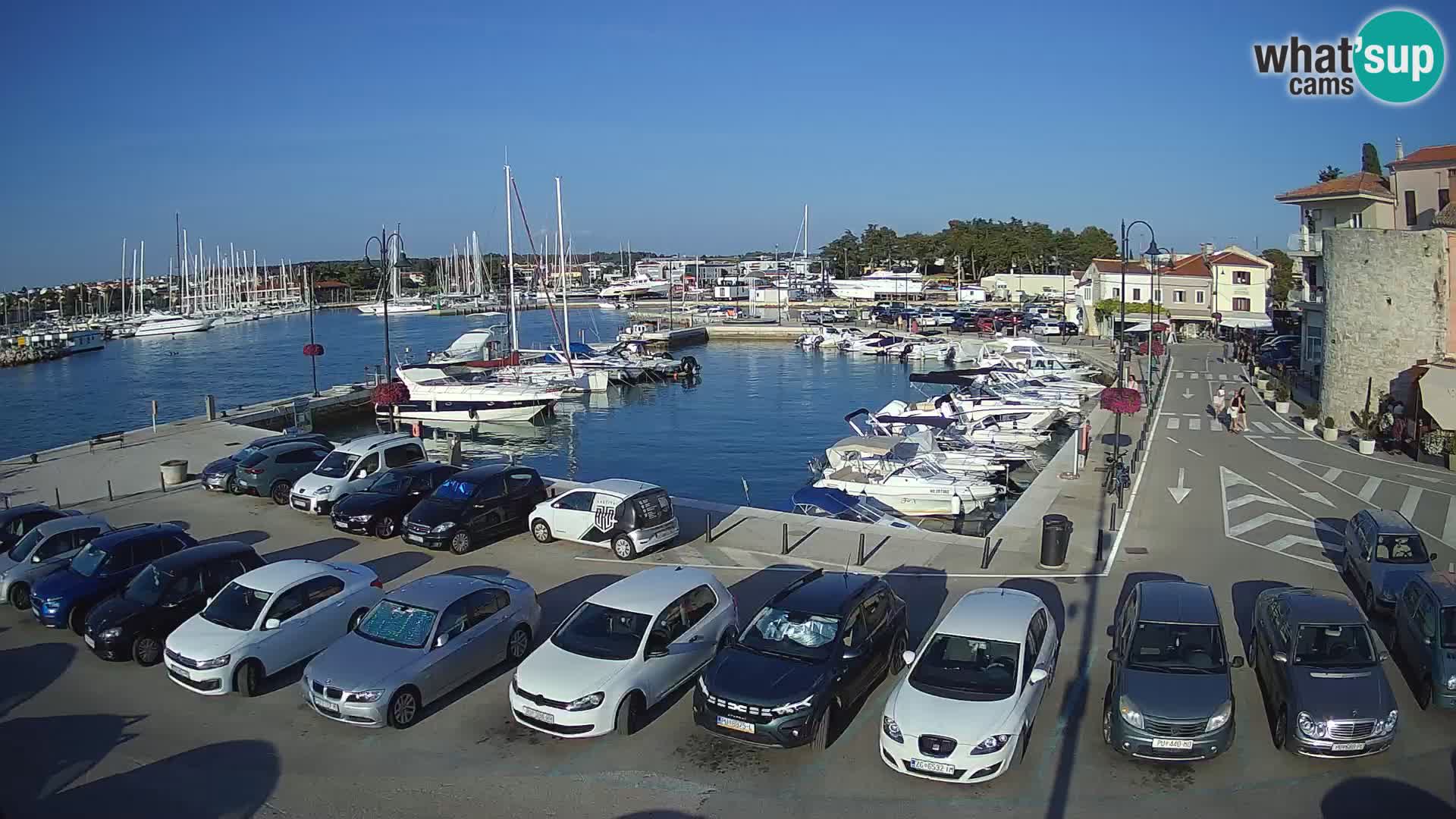Novigrad | Porporela marina