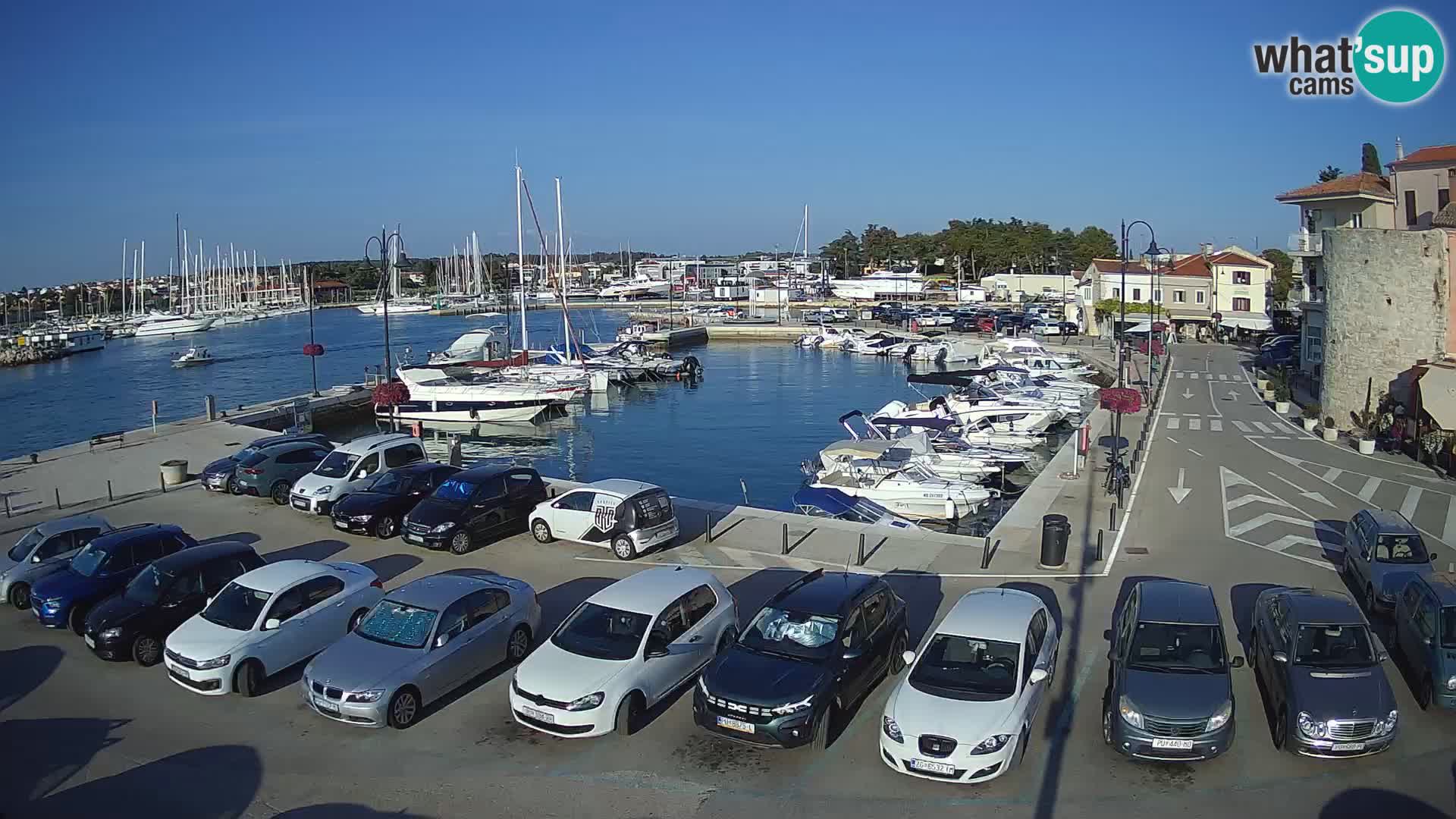 Novigrad | Porporela marina
