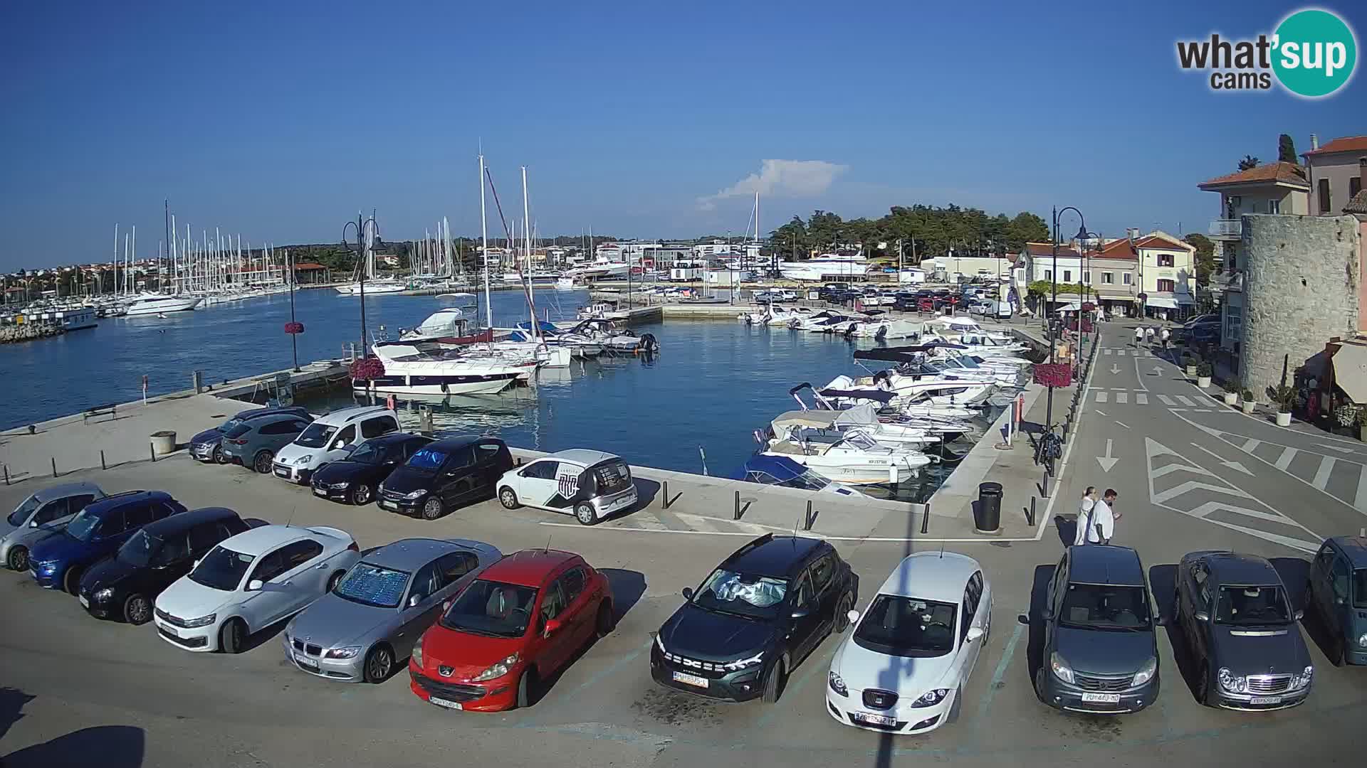Novigrad | Porporela marina