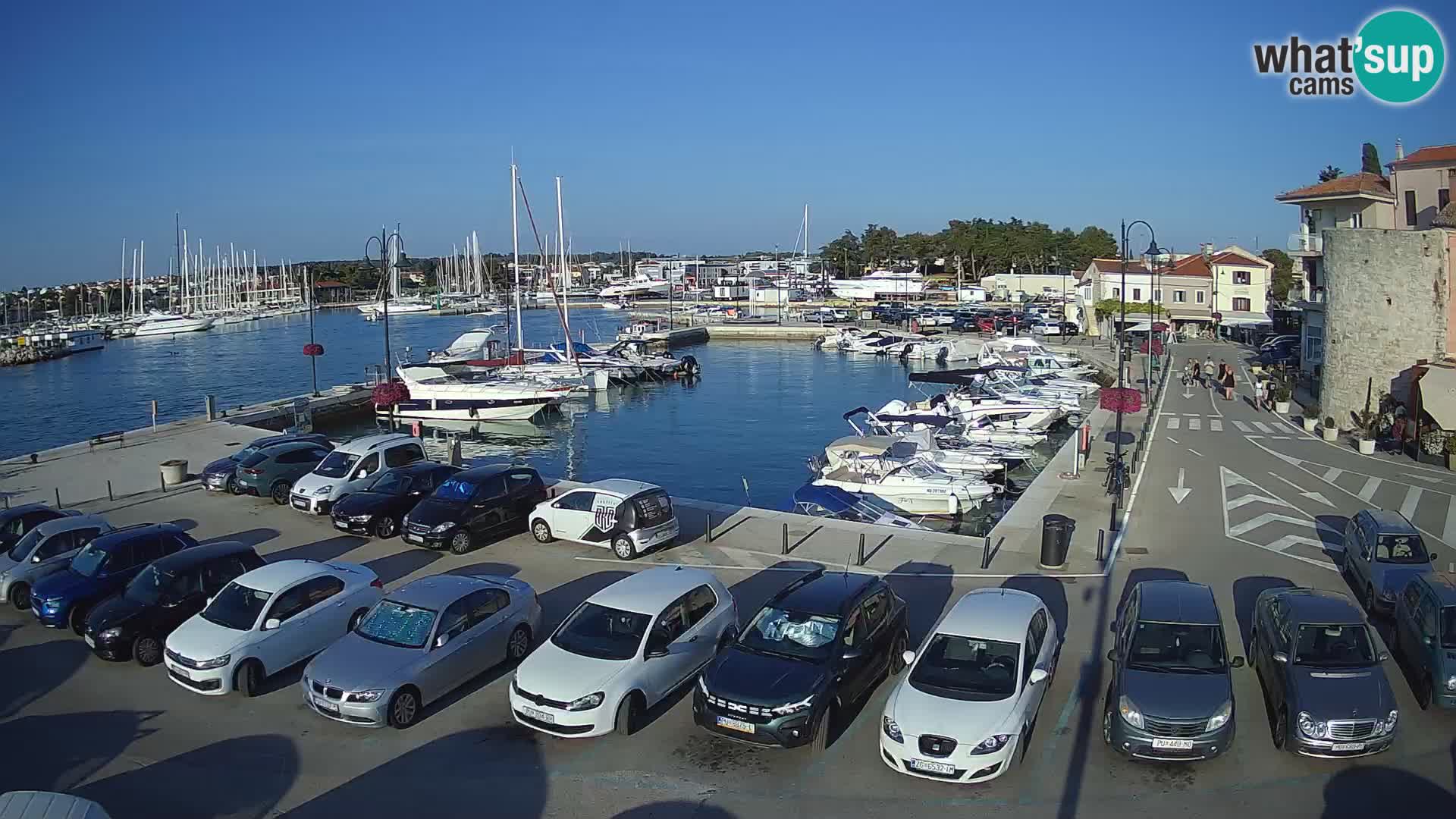 Novigrad | Porporela marina