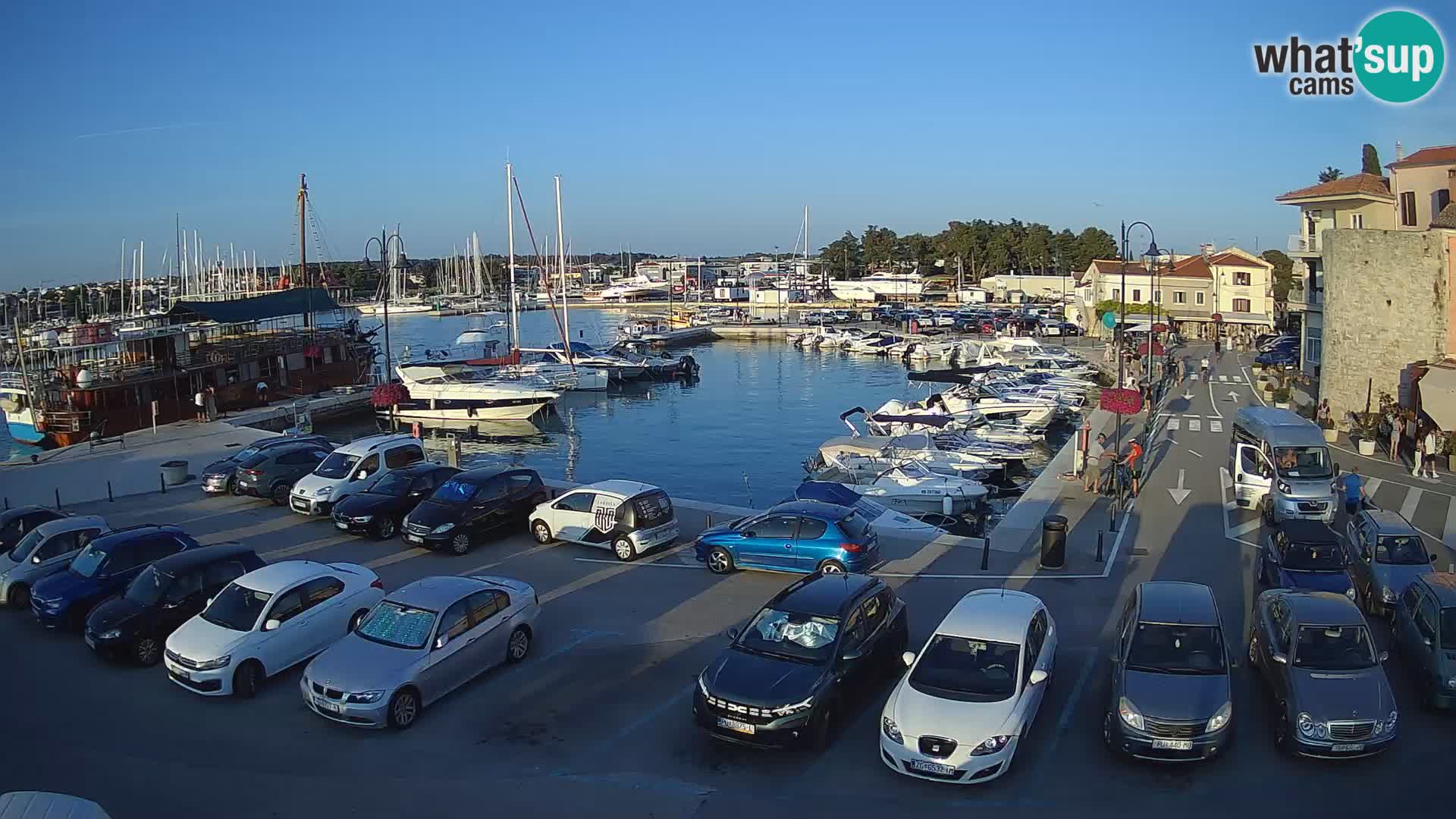 Novigrad | Porporela marina