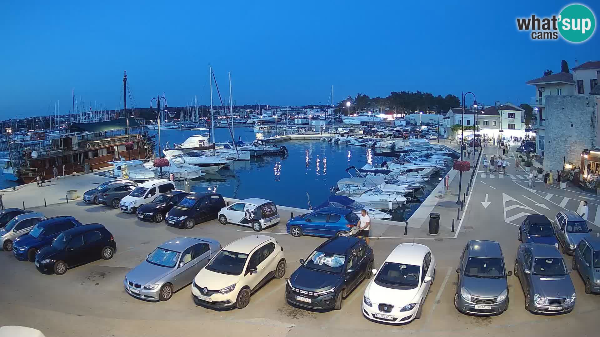 Novigrad | Porporela marina