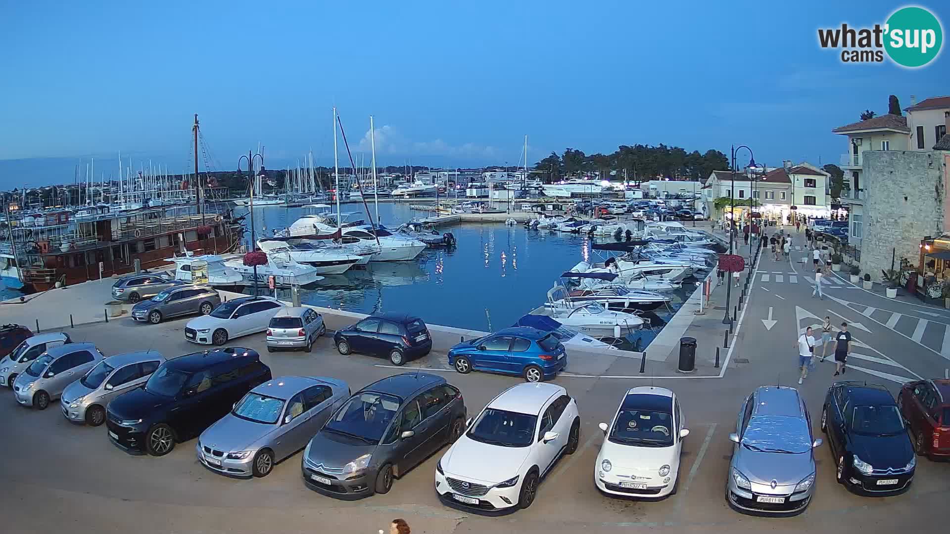 Novigrad | Porporela marina