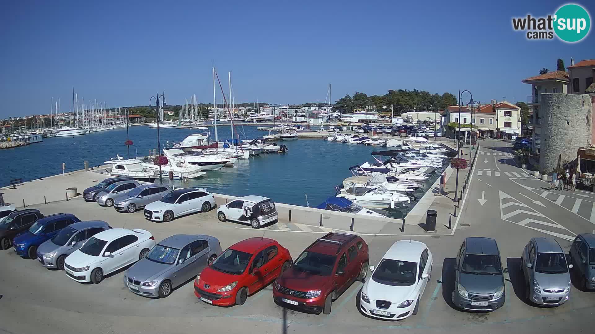 Novigrad | Porporela marina