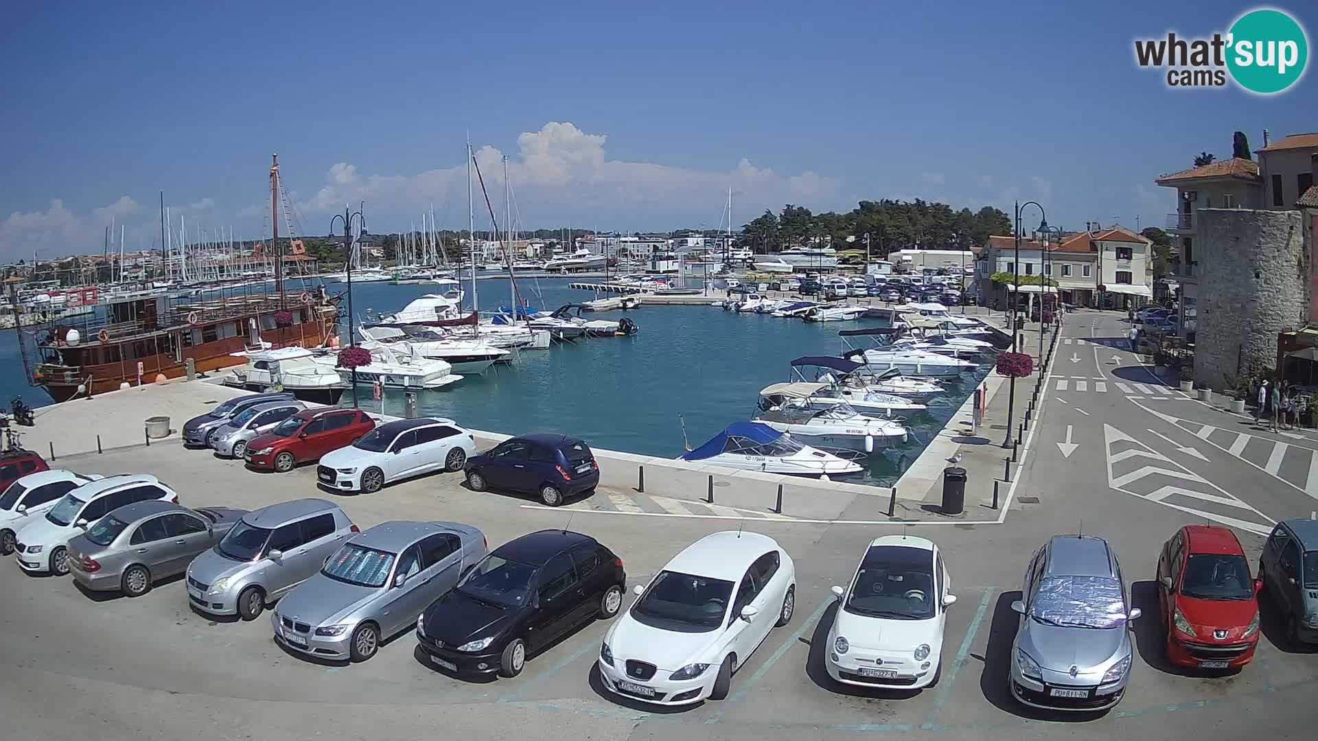 Novigrad | Porporela marina