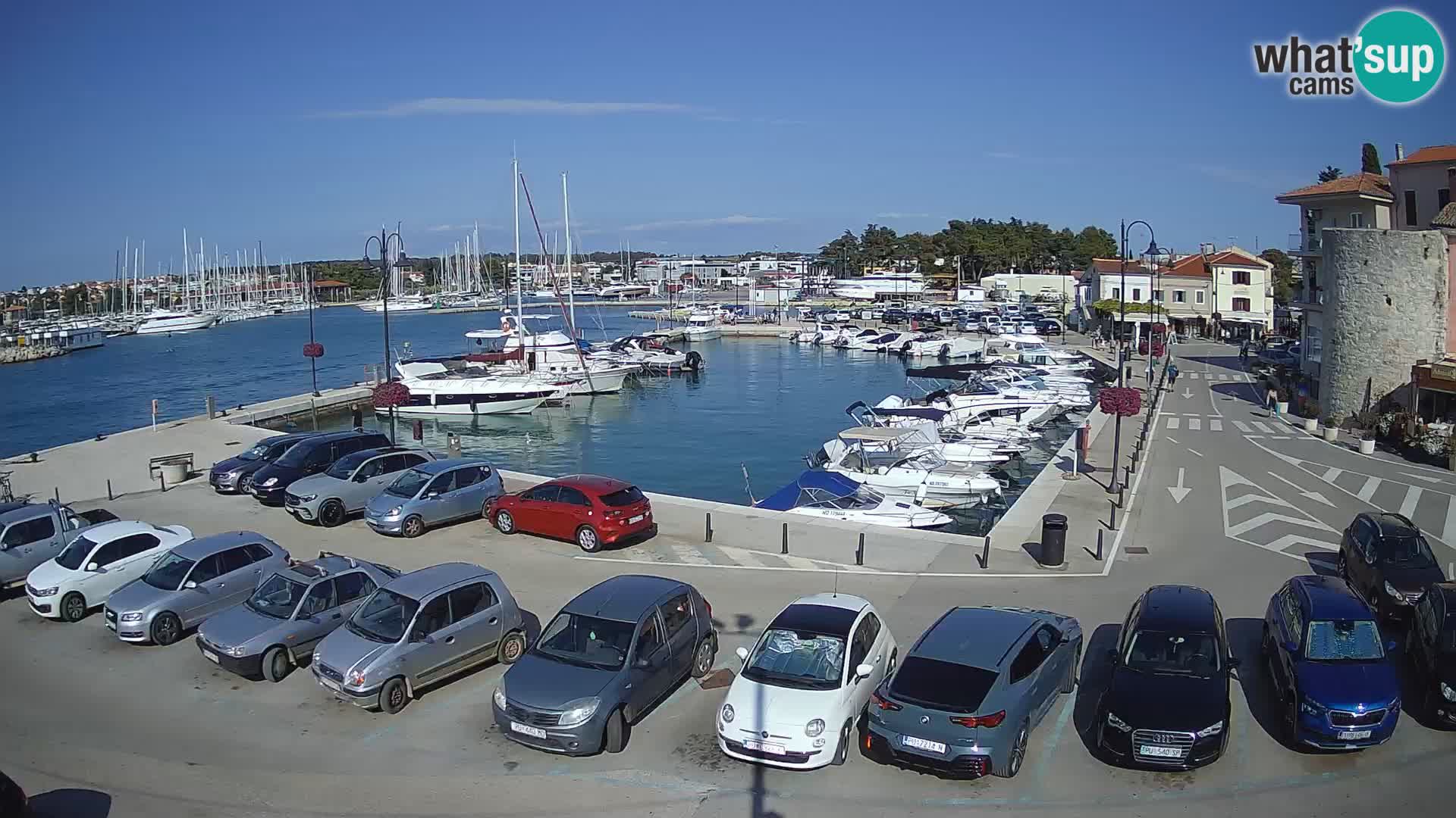 Novigrad | Porporela marina