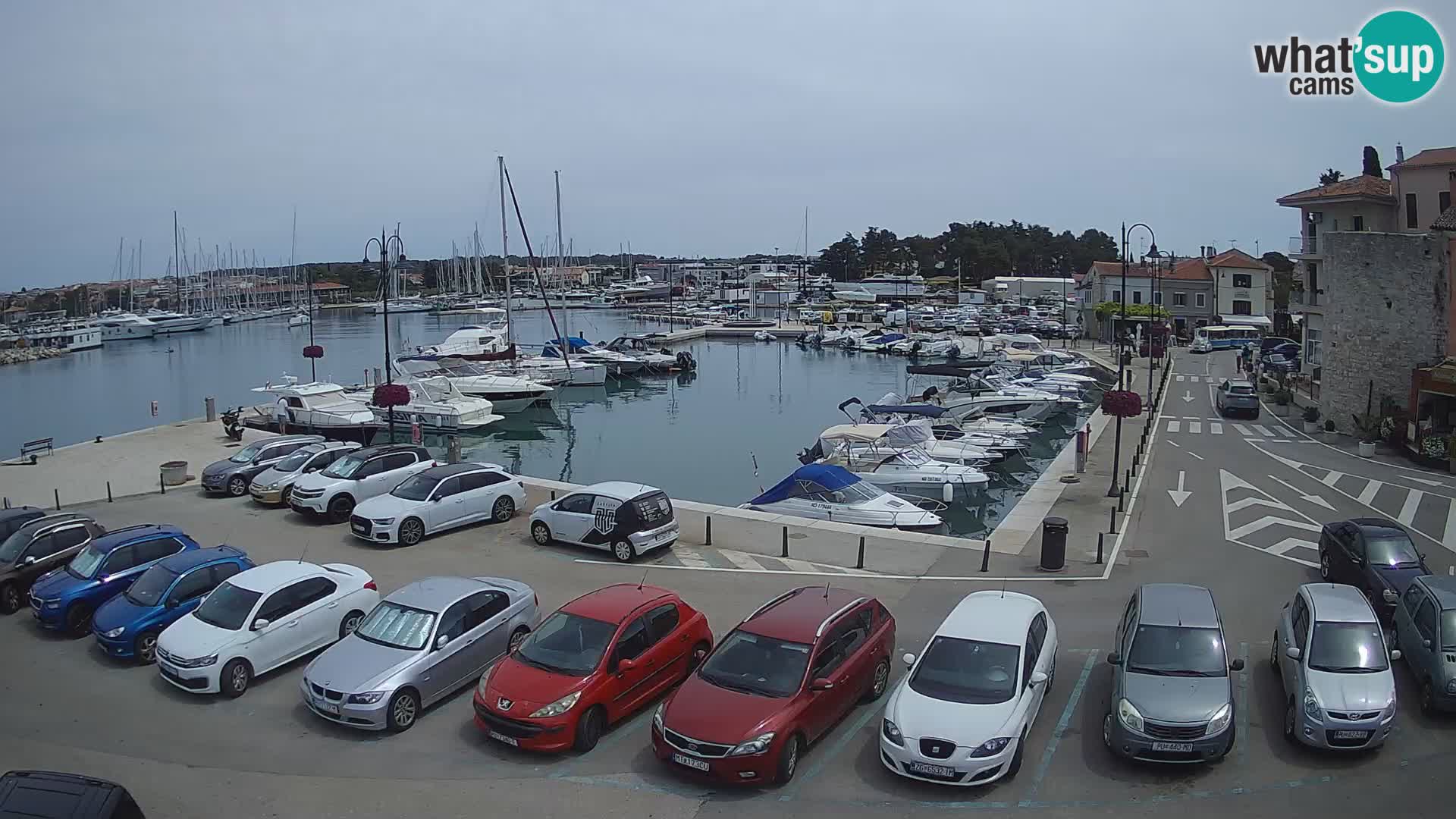 Novigrad | Porporela marina
