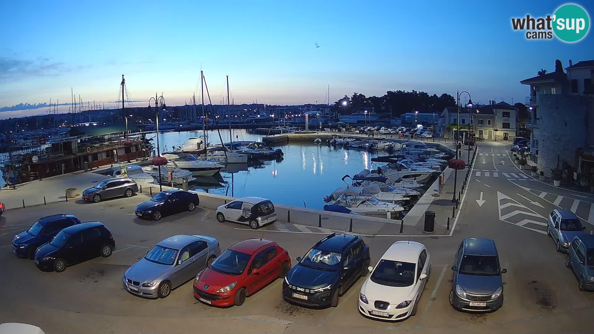 Novigrad | Porporela marina