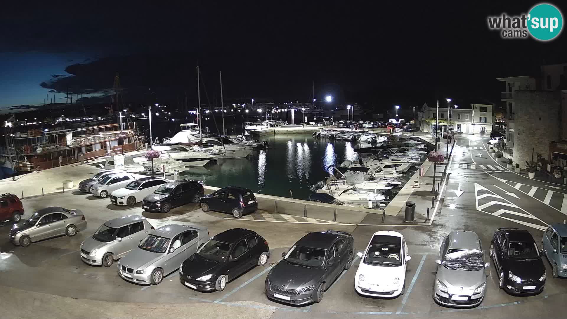 Novigrad | Porporela marina