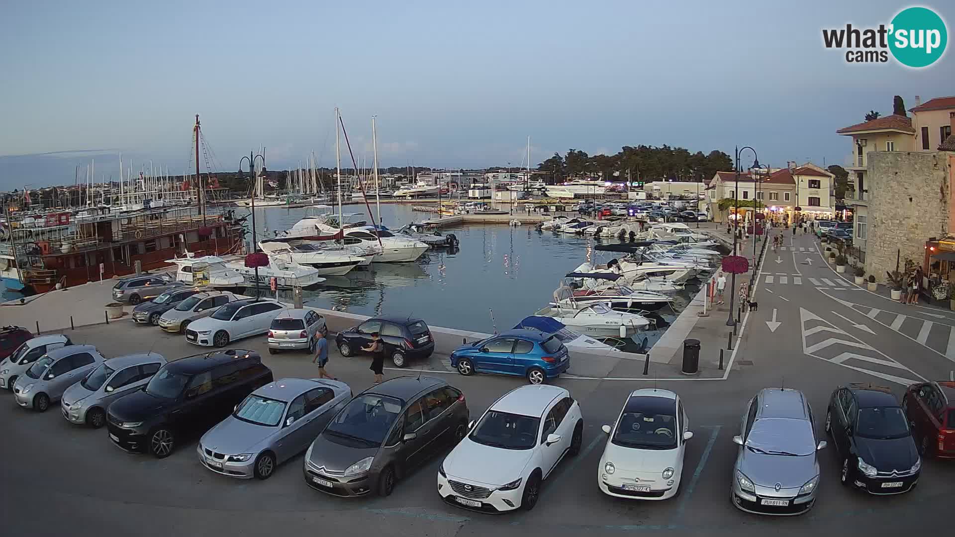 Novigrad | Porporela marina