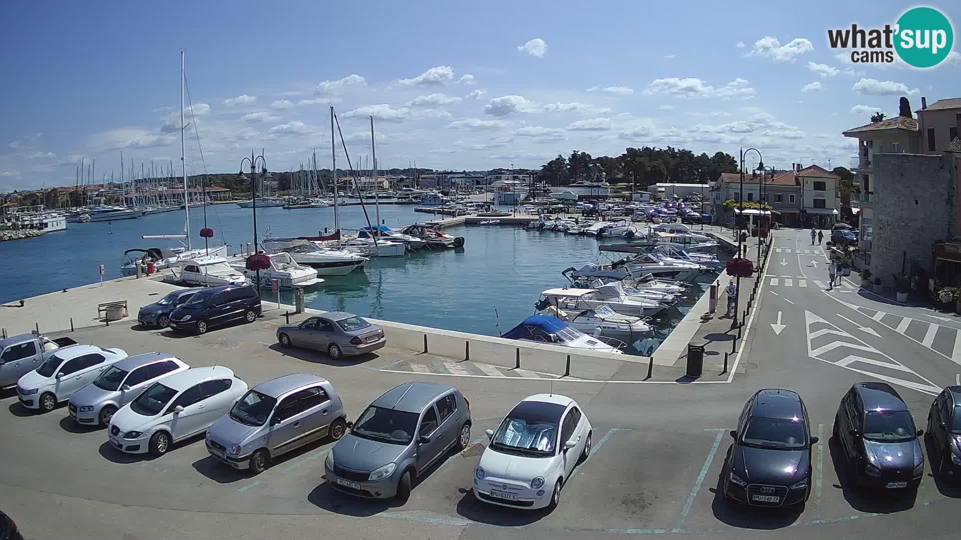 Novigrad | Porporela marina