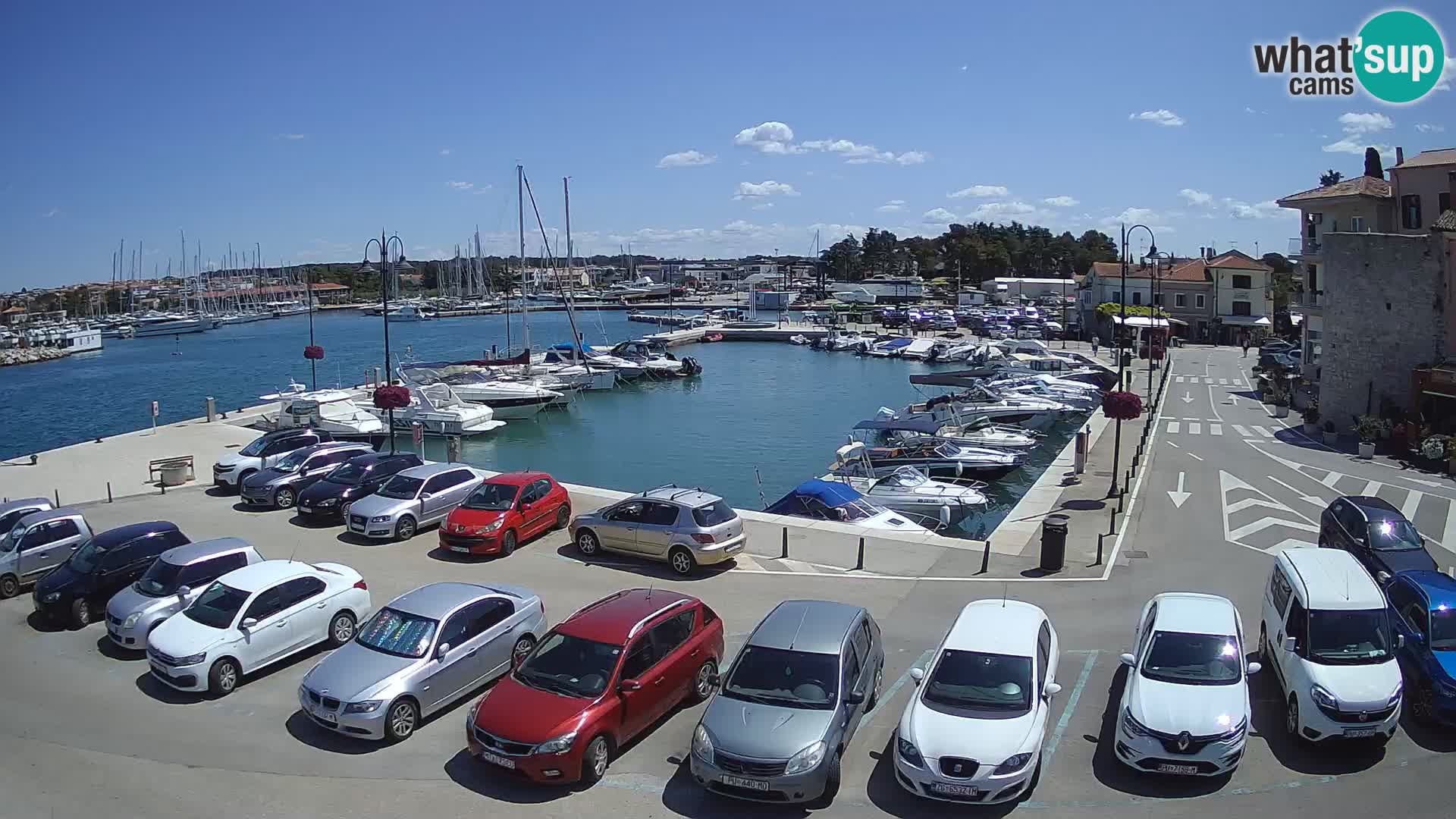 Novigrad | Porporela marina