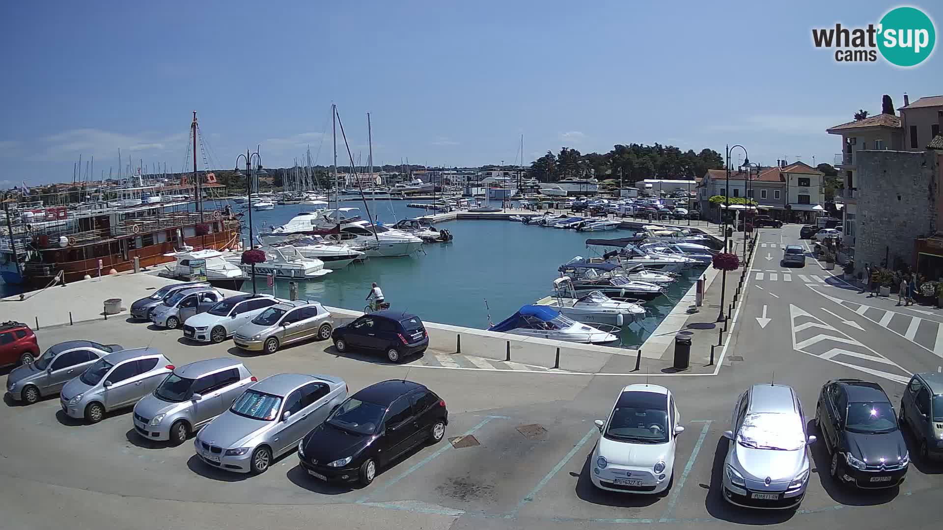 Novigrad | Porporela marina