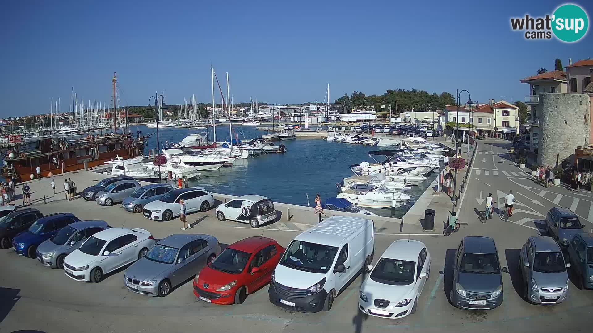 Novigrad | Porporela marina