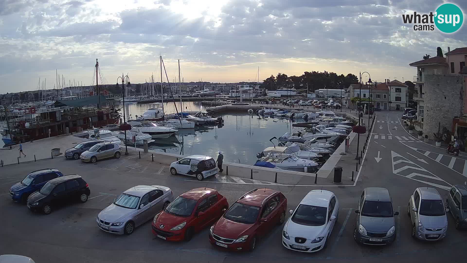 Novigrad | Porporela marina