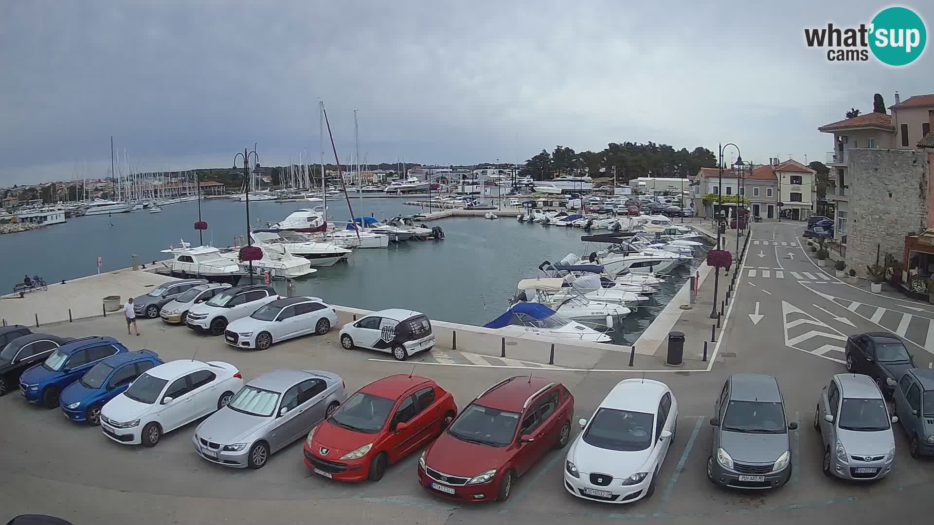 Novigrad | Porporela marina