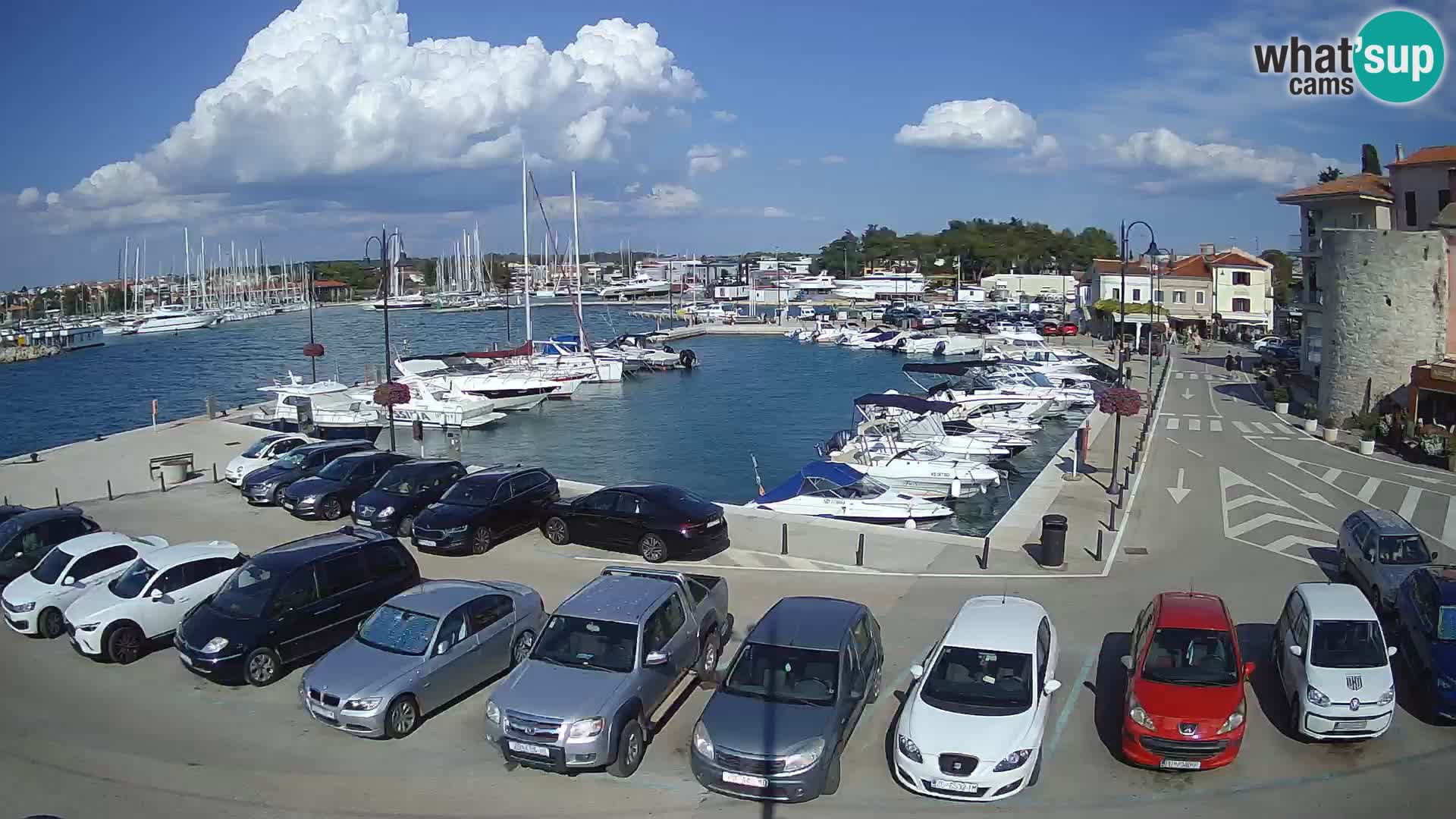 Novigrad | Porporela marina