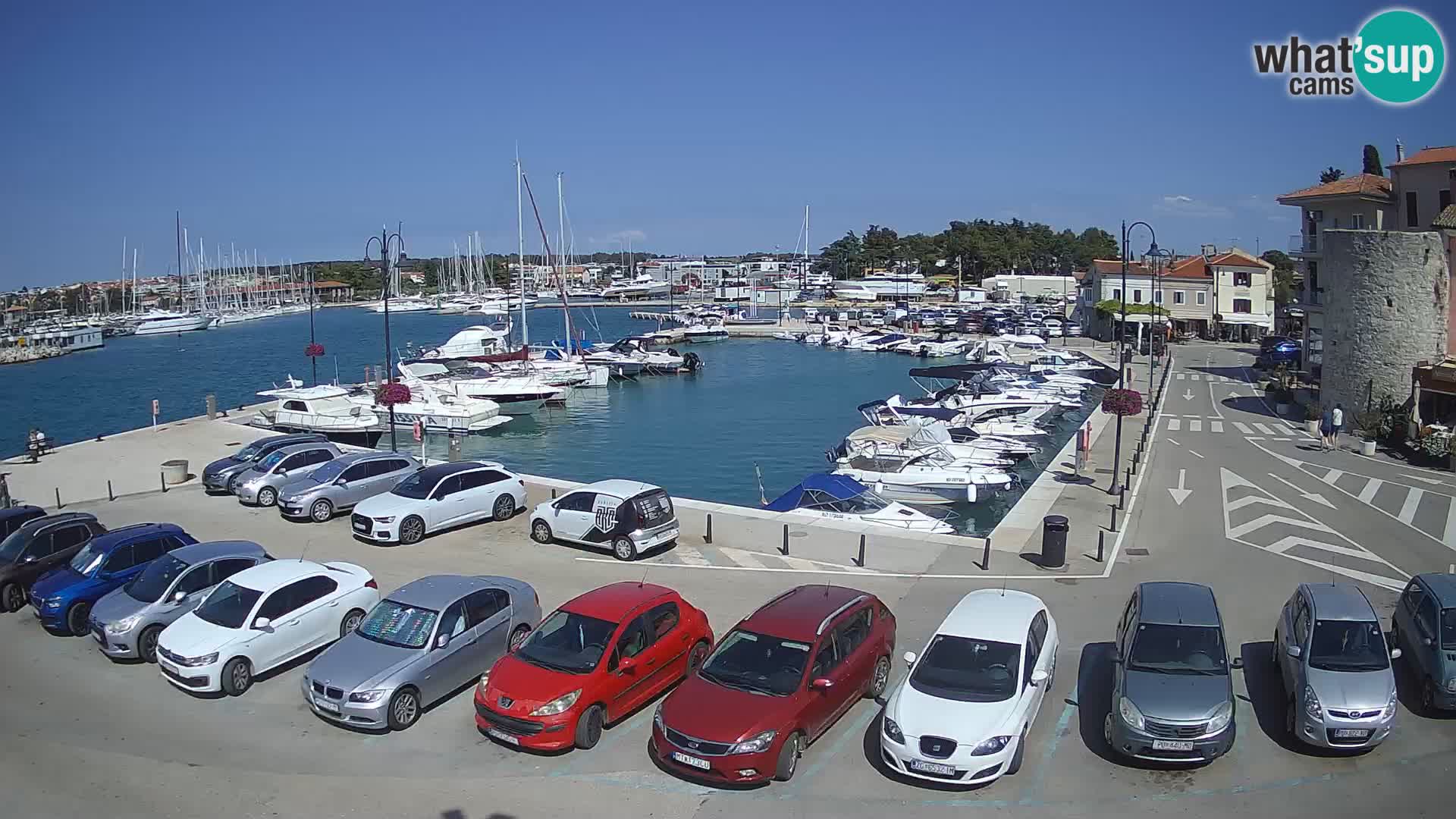 Novigrad | Porporela marina
