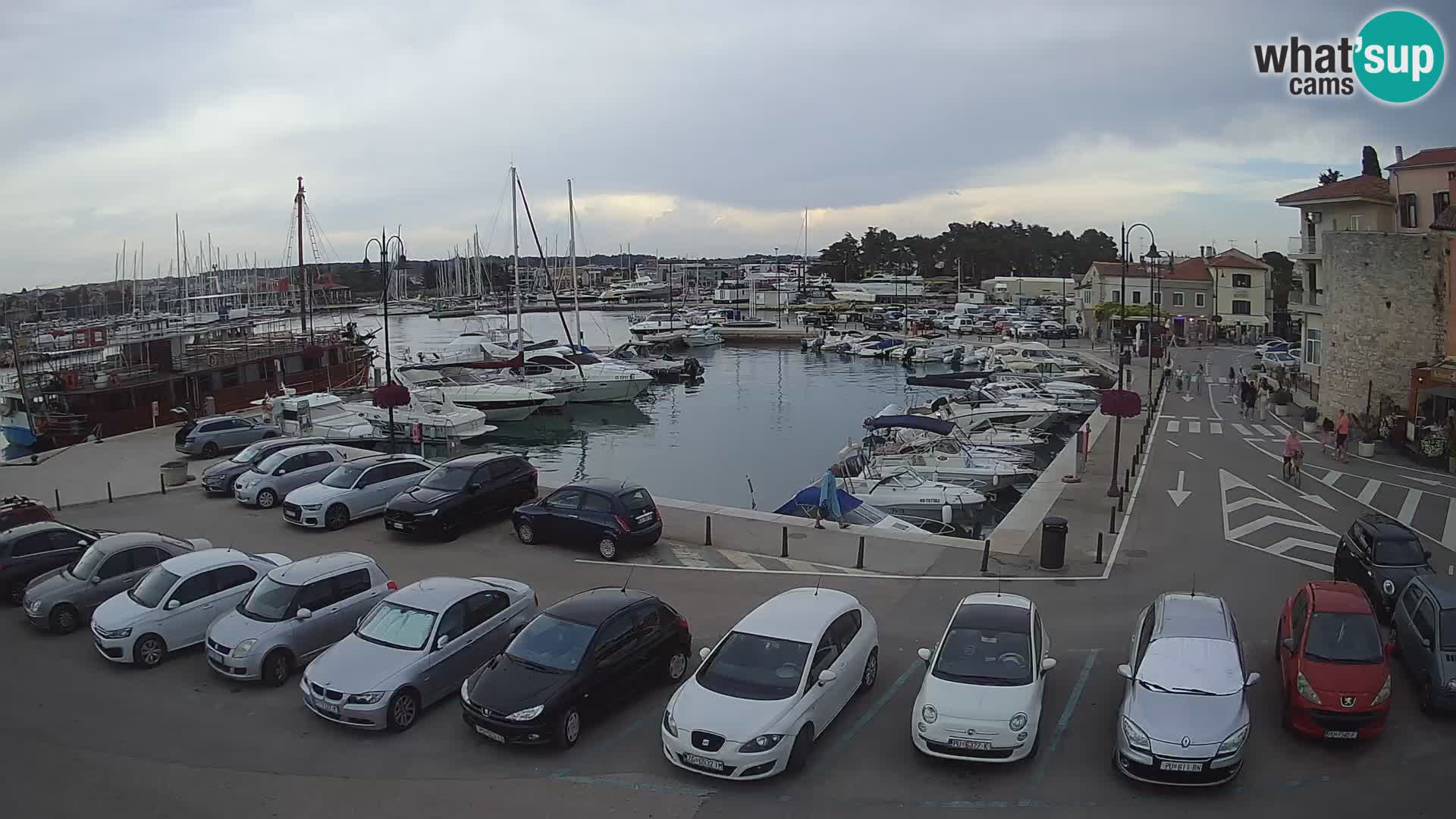 Novigrad | Porporela marina