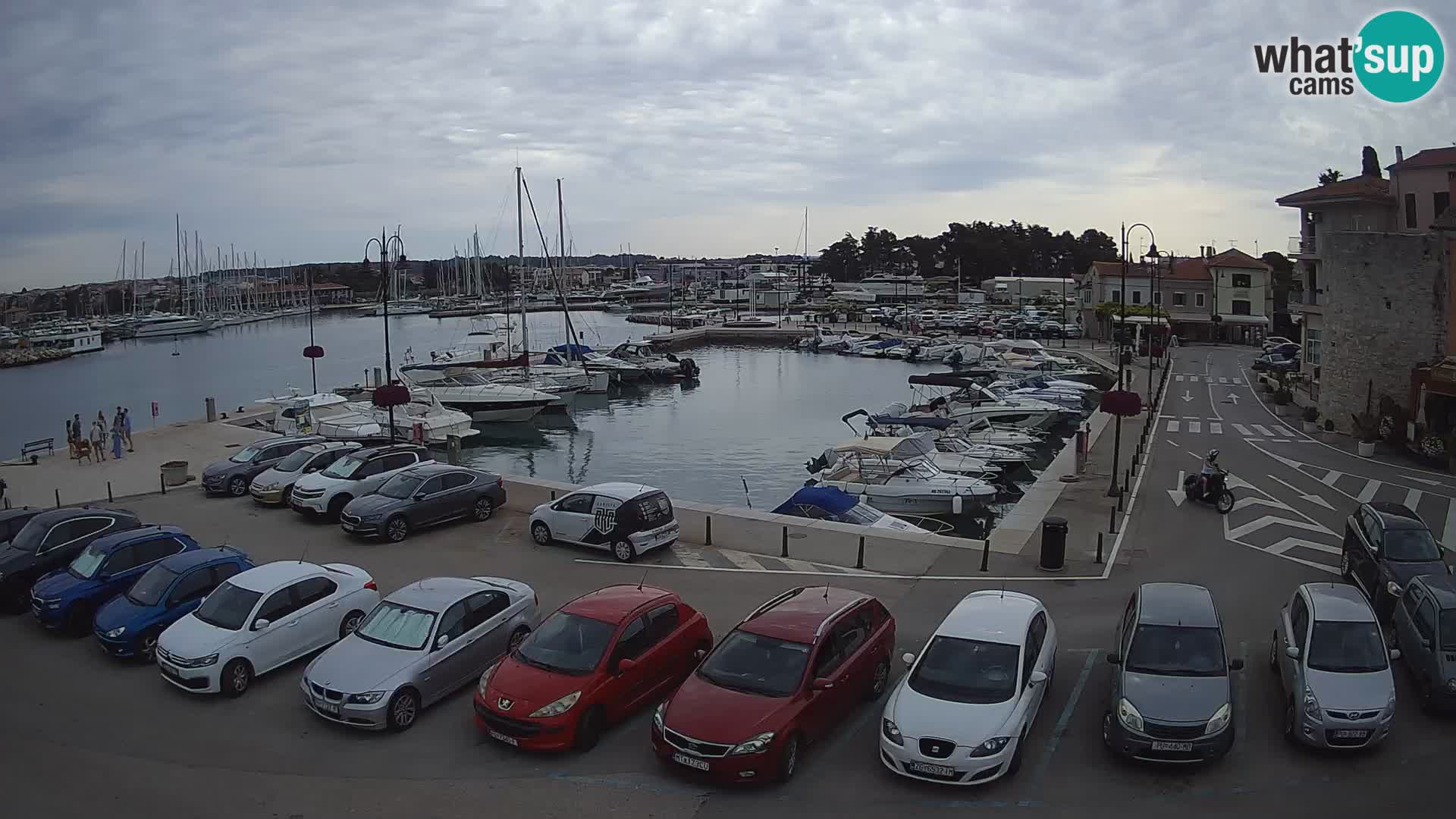 Novigrad | Porporela marina