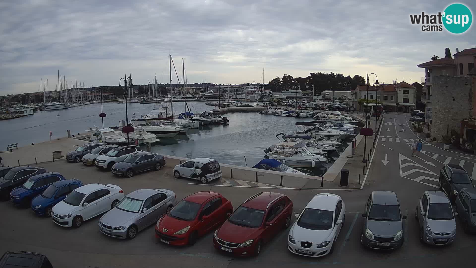 Novigrad | Porporela marina