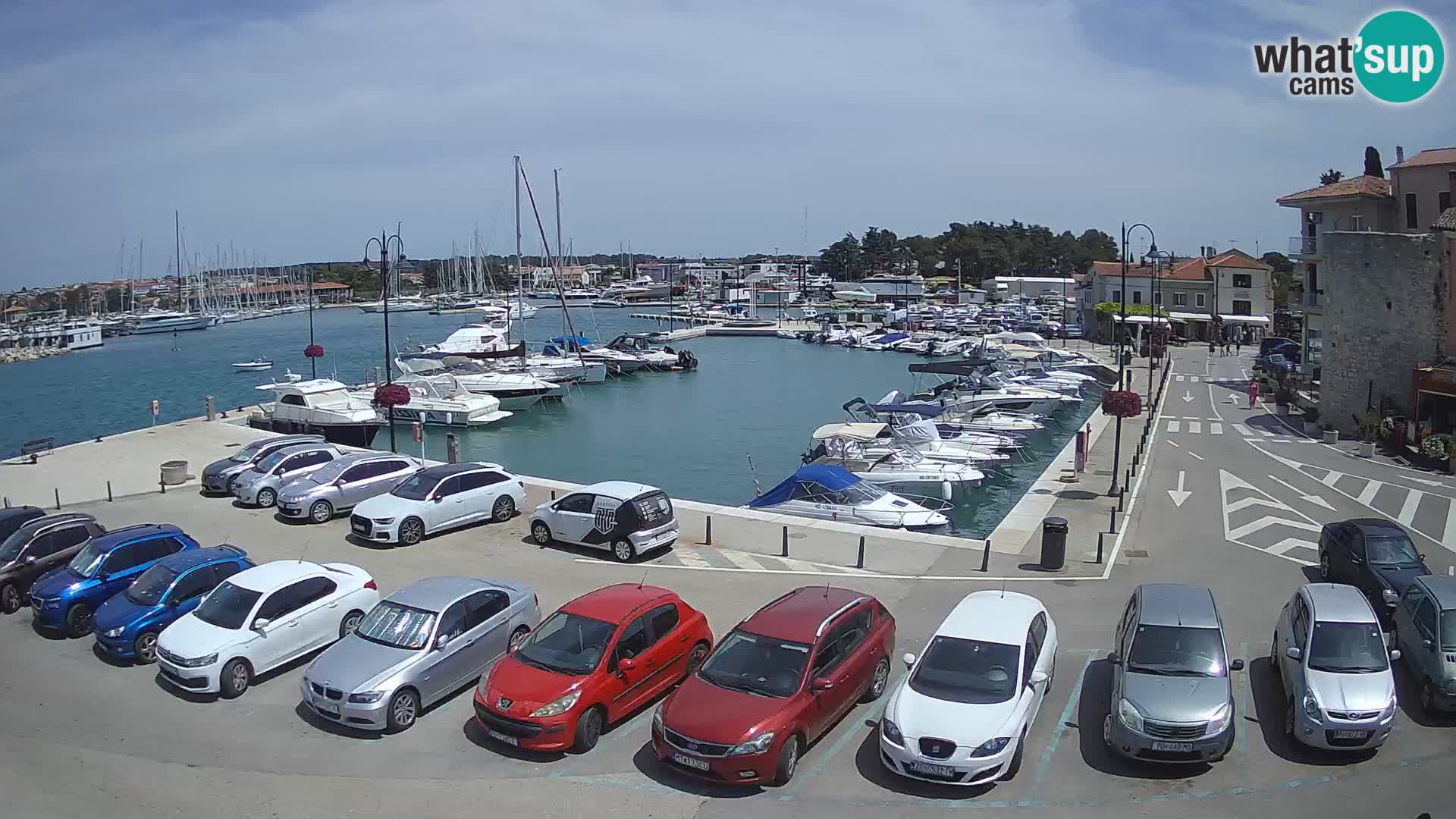 Novigrad | Porporela marina