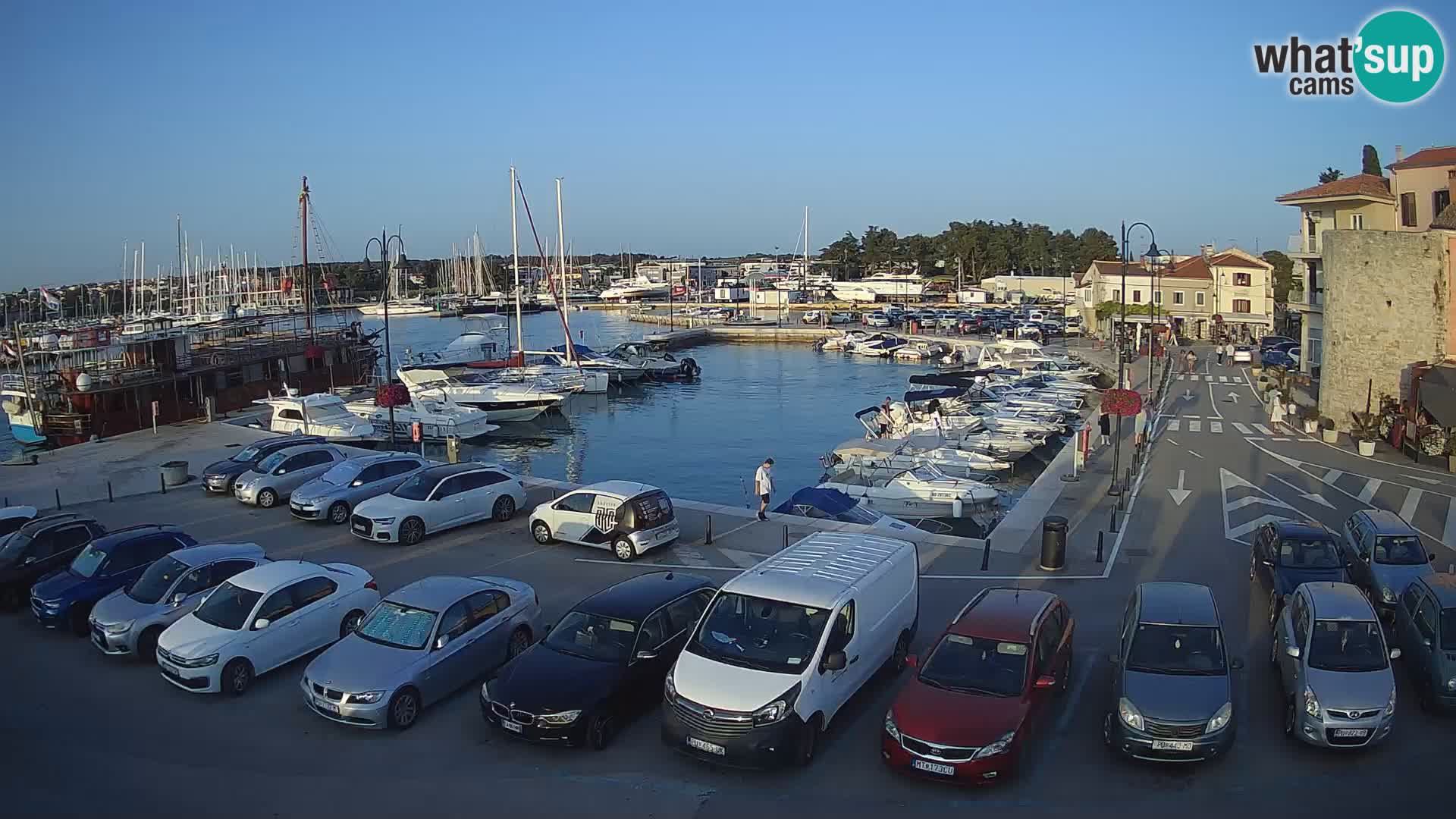 Novigrad | Porporela marina