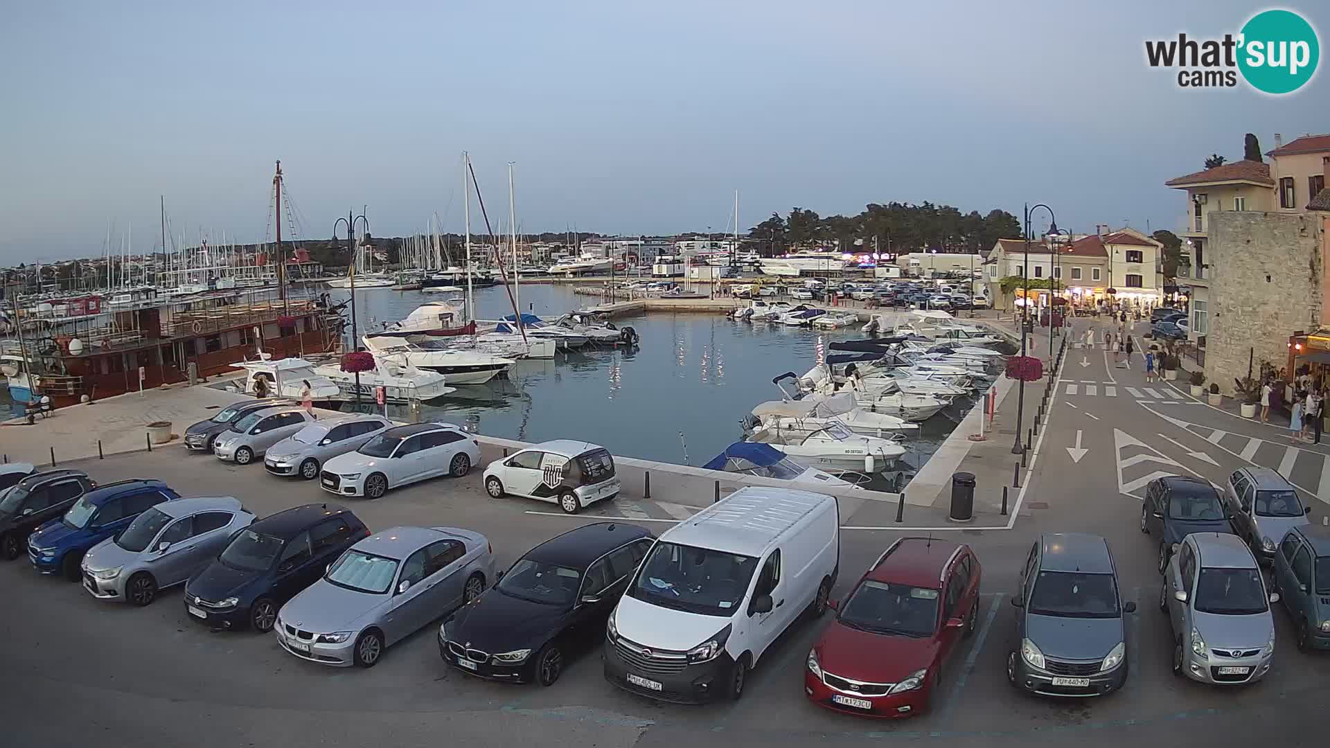 Novigrad | Porporela marina