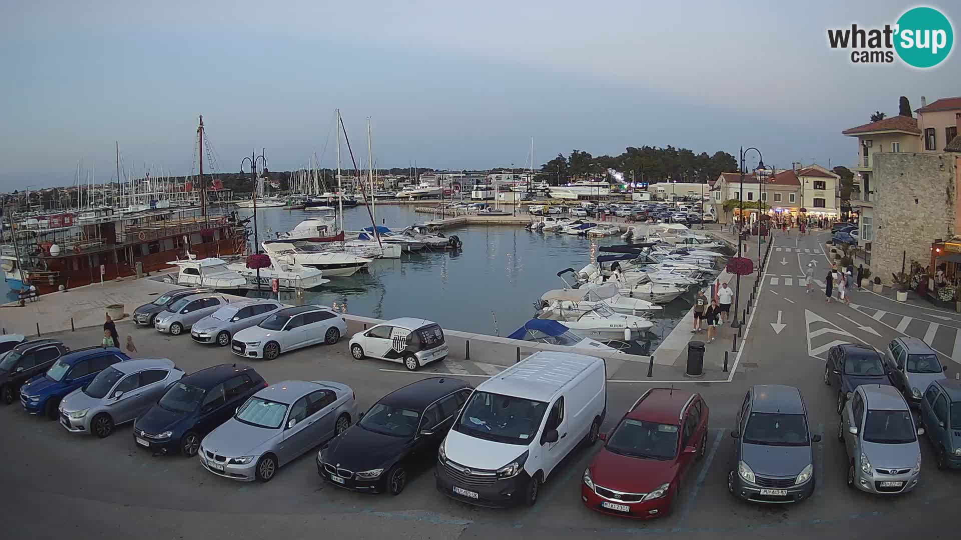 Novigrad | Porporela marina