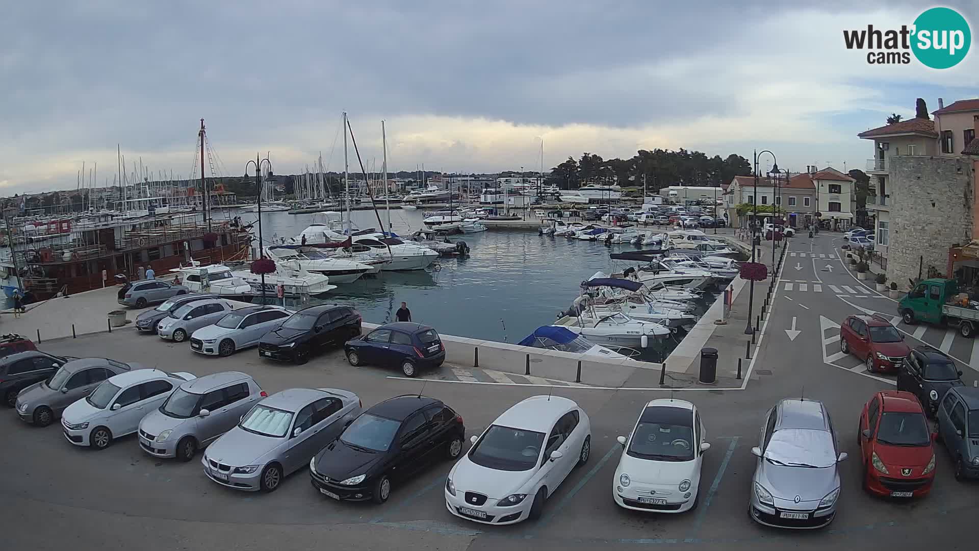 Novigrad | Porporela marina