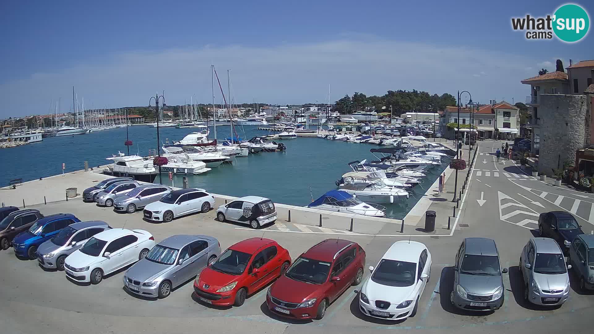 Novigrad | Porporela marina