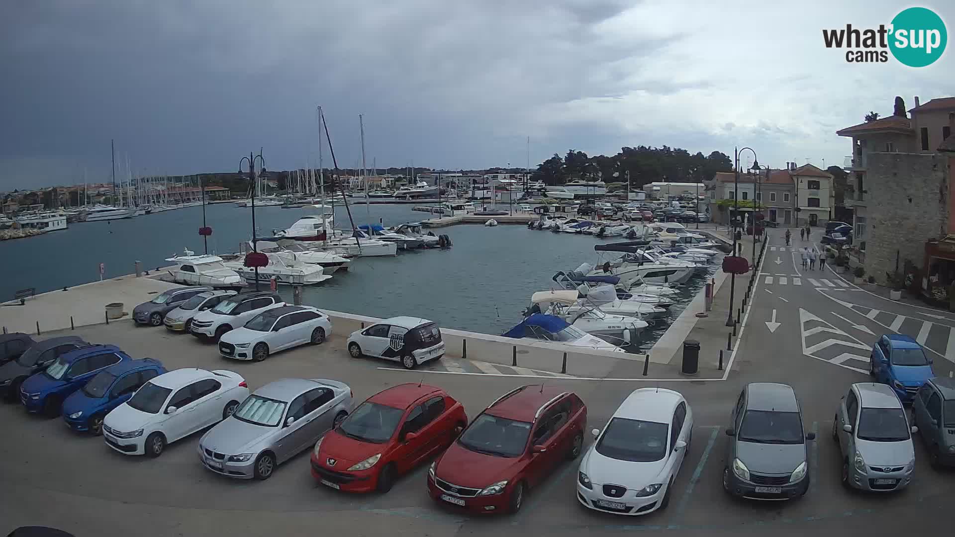 Novigrad | Porporela marina