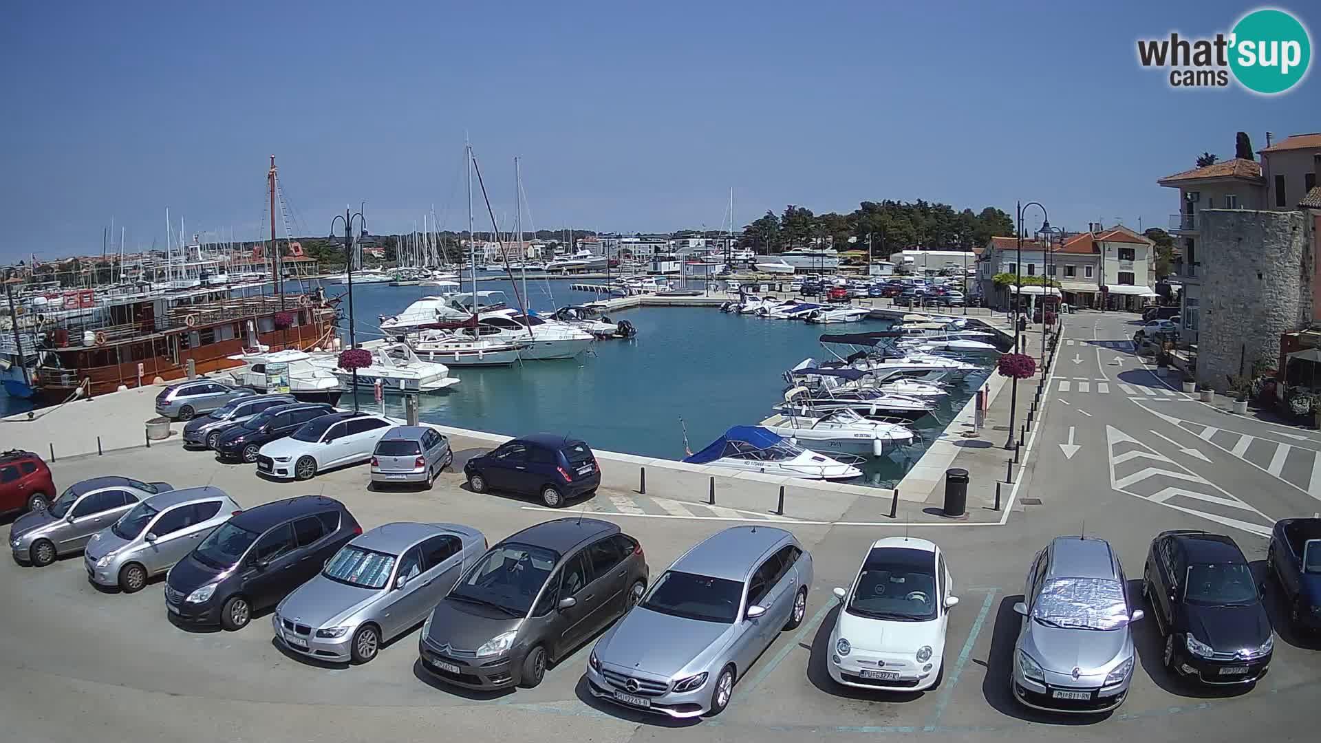 Novigrad | Porporela marina