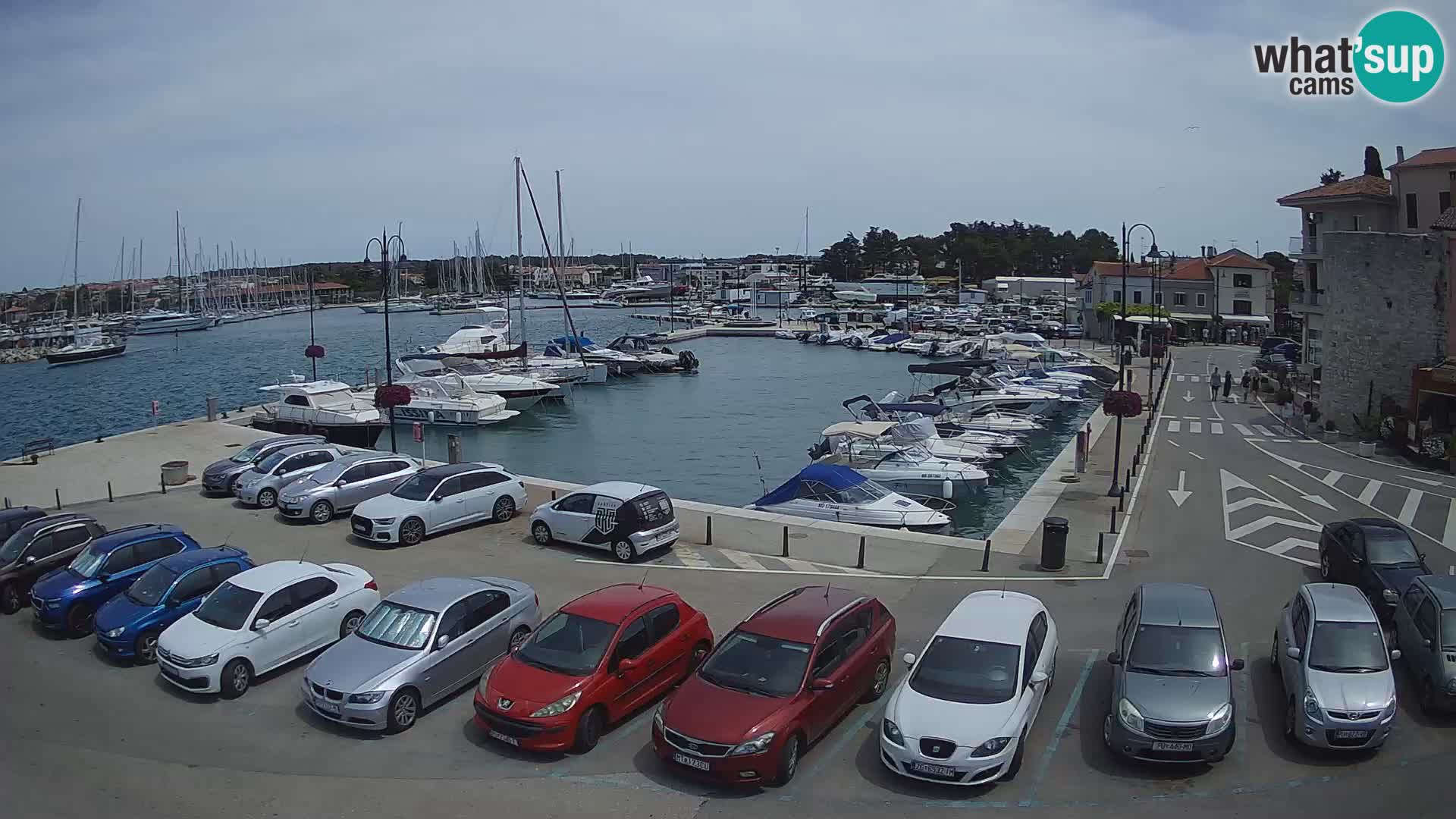 Novigrad | Porporela marina