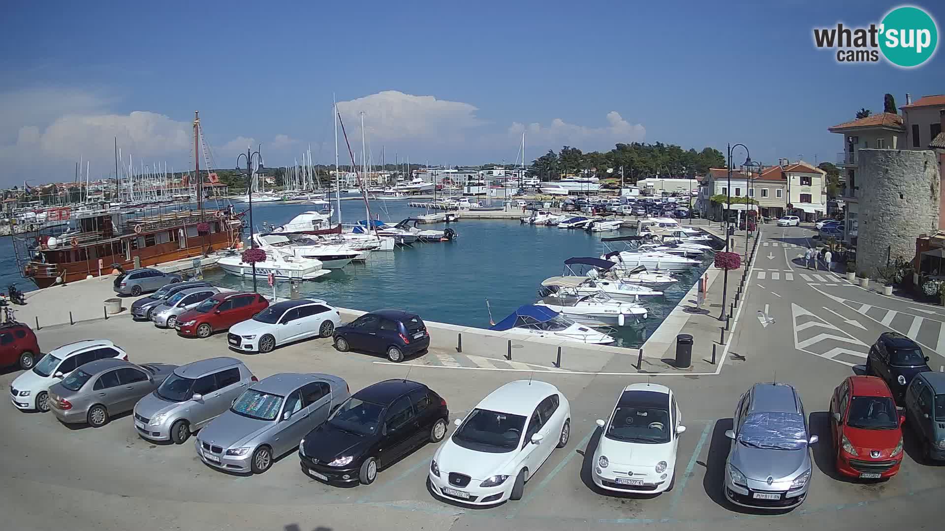 Novigrad | Porporela marina