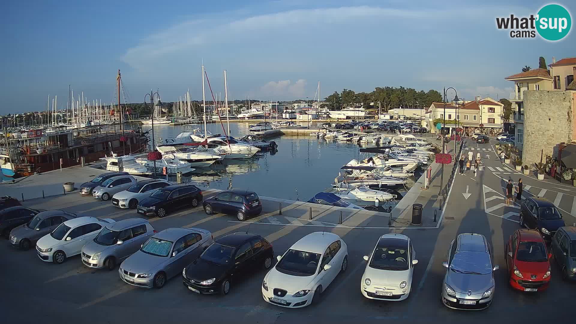 Novigrad | Porporela marina