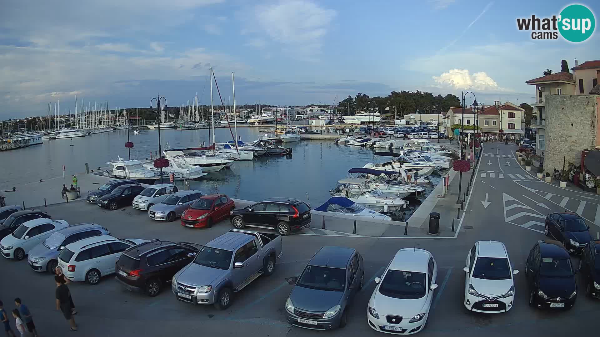 Novigrad | Porporela marina