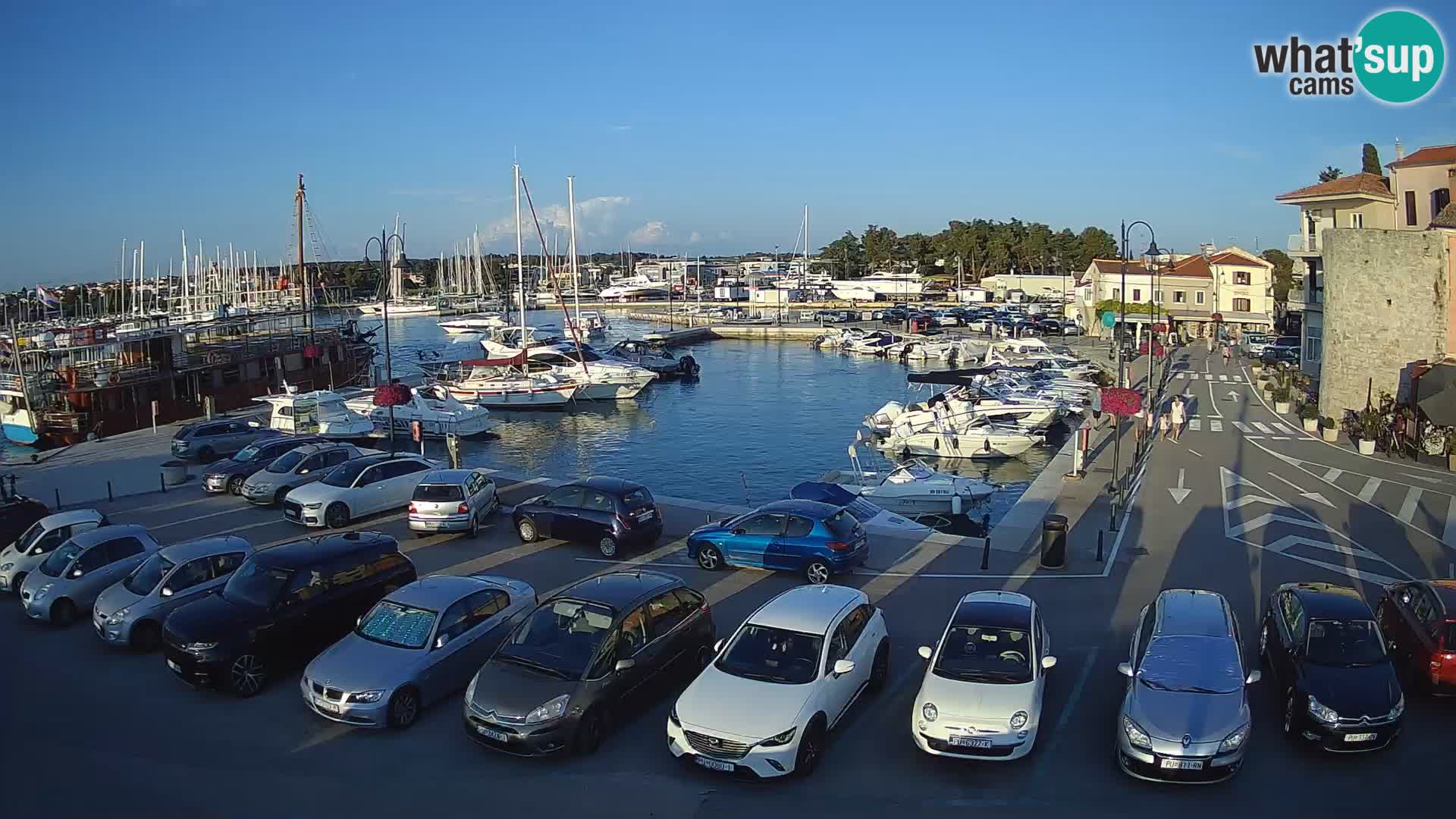 Novigrad | Porporela marina