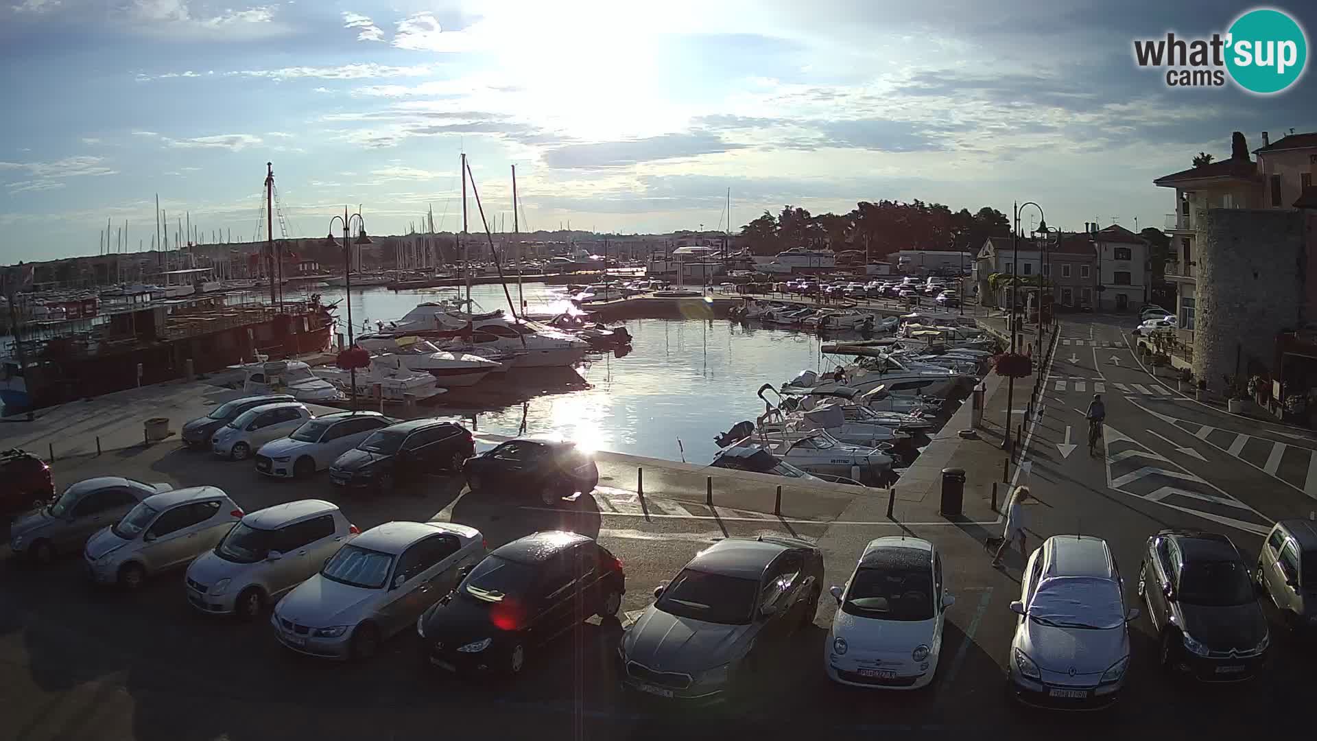 Novigrad | Porporela marina
