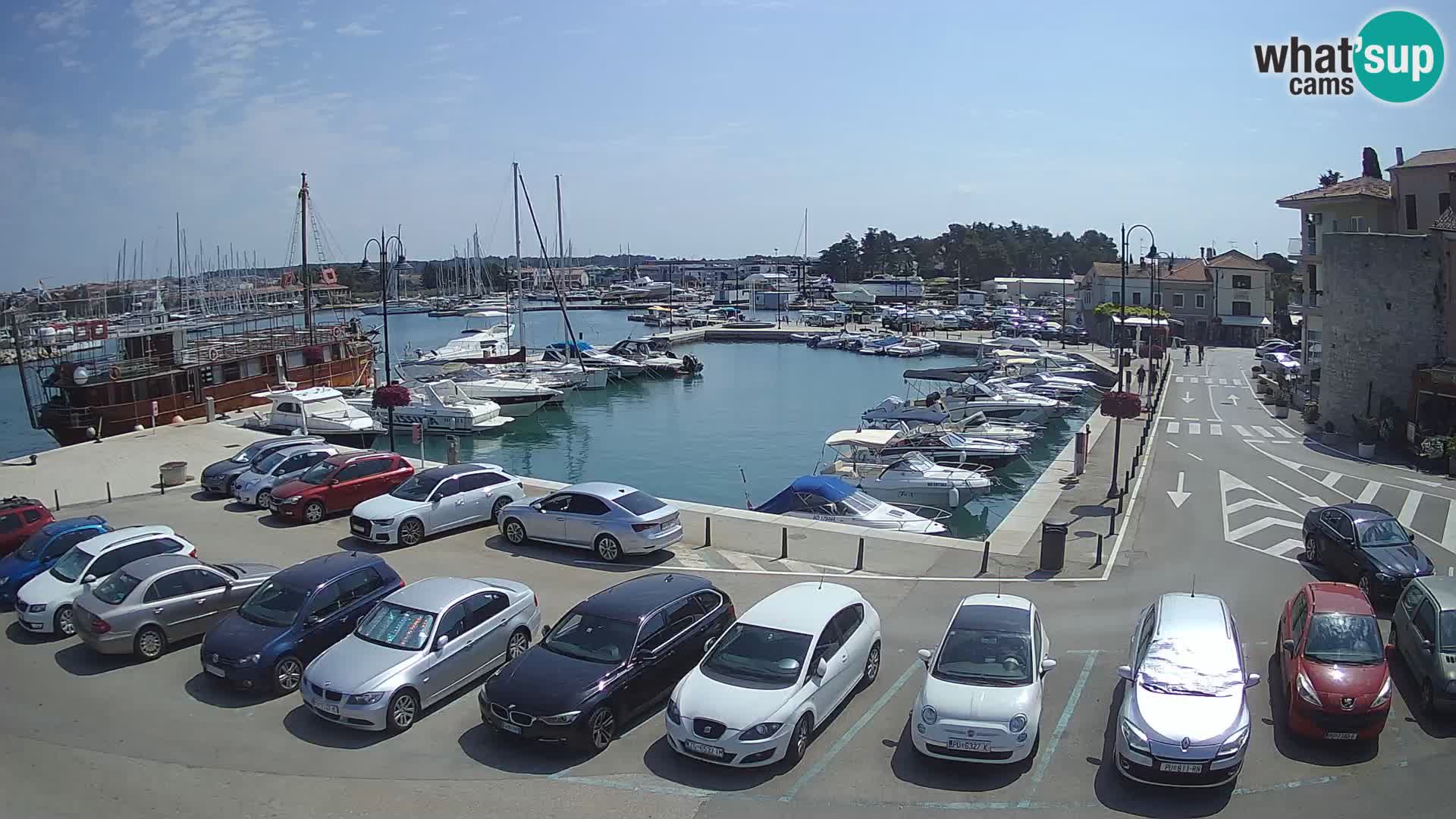 Novigrad | Porporela marina