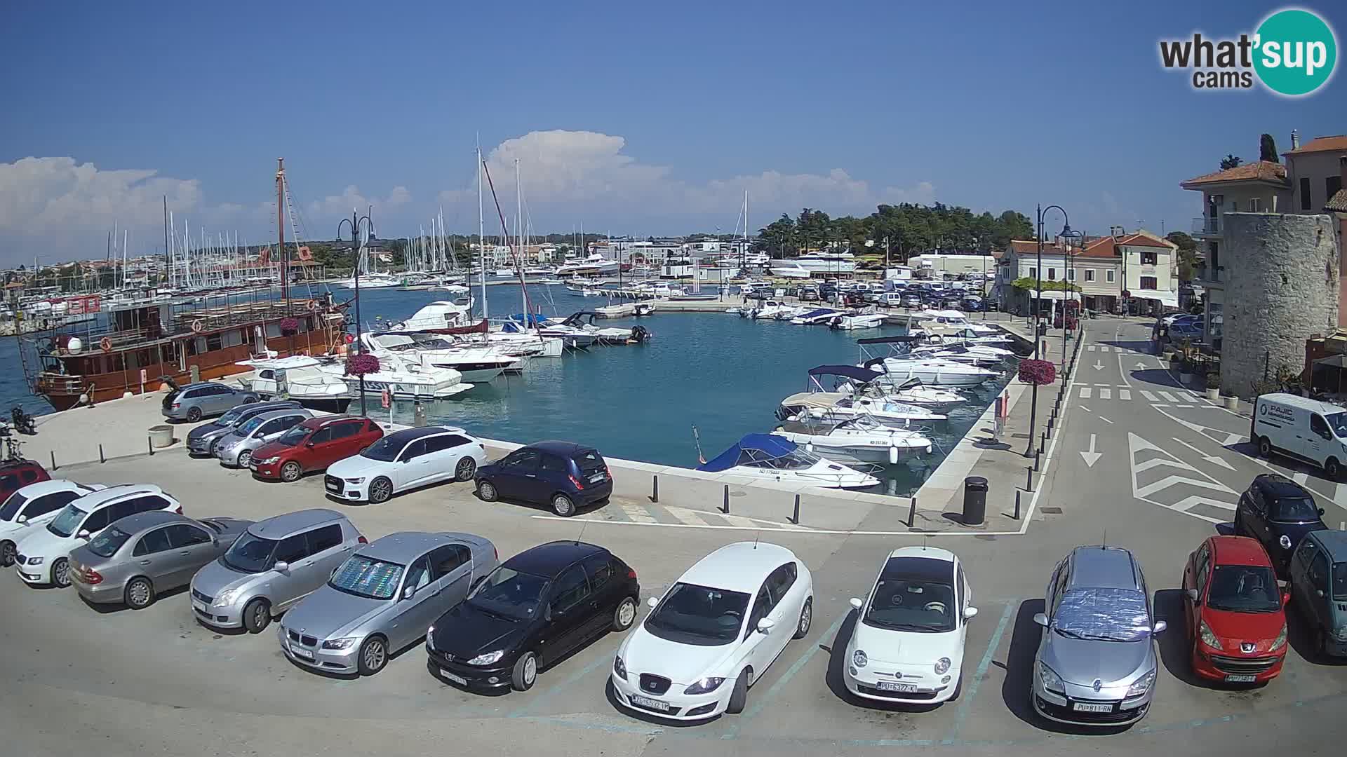 Novigrad | Porporela marina