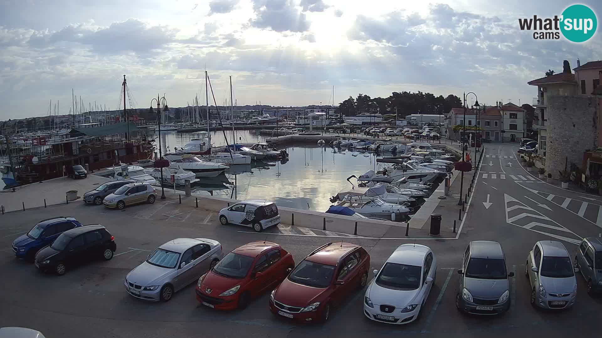 Novigrad | Porporela marina