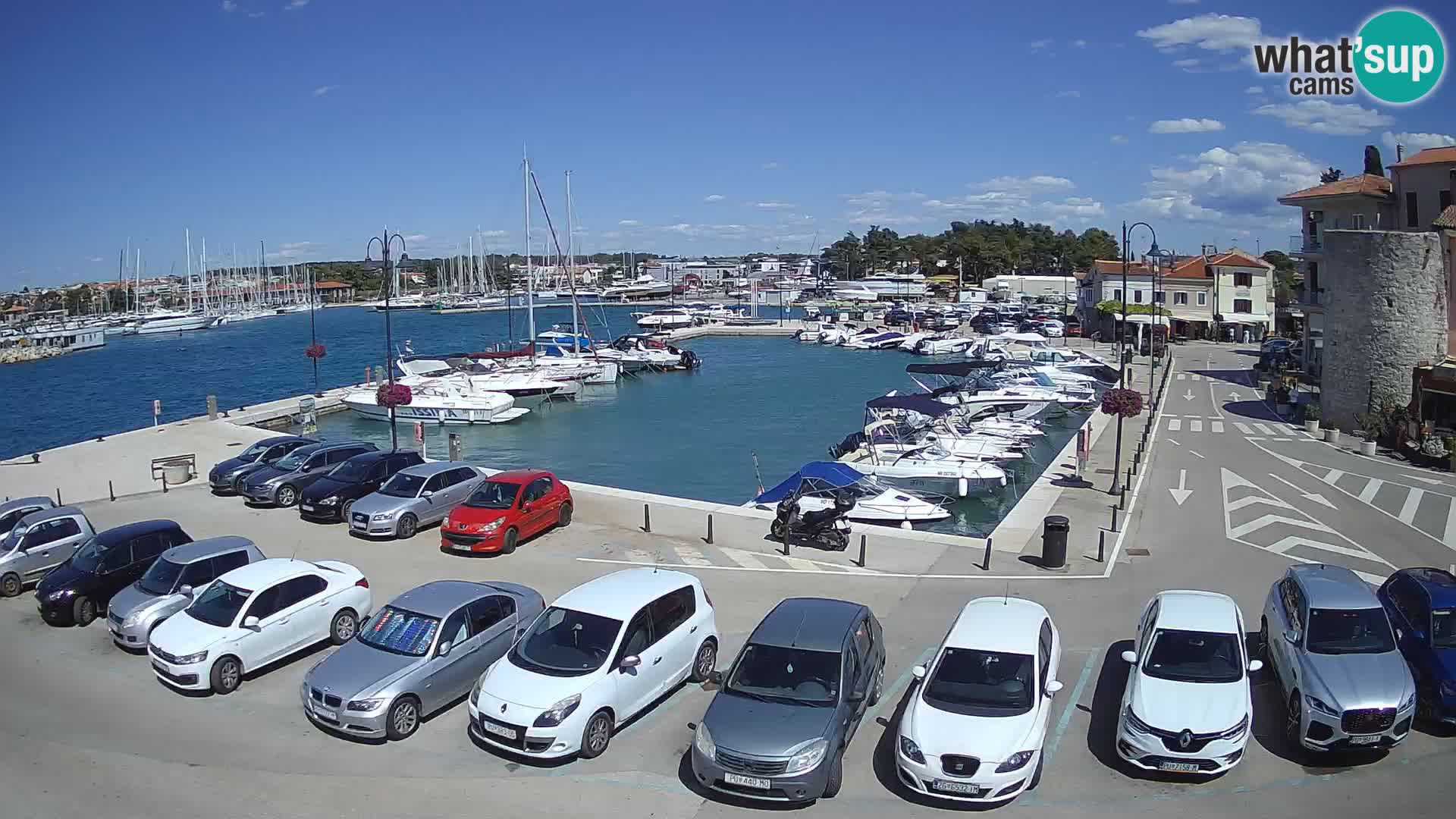Novigrad | Porporela marina
