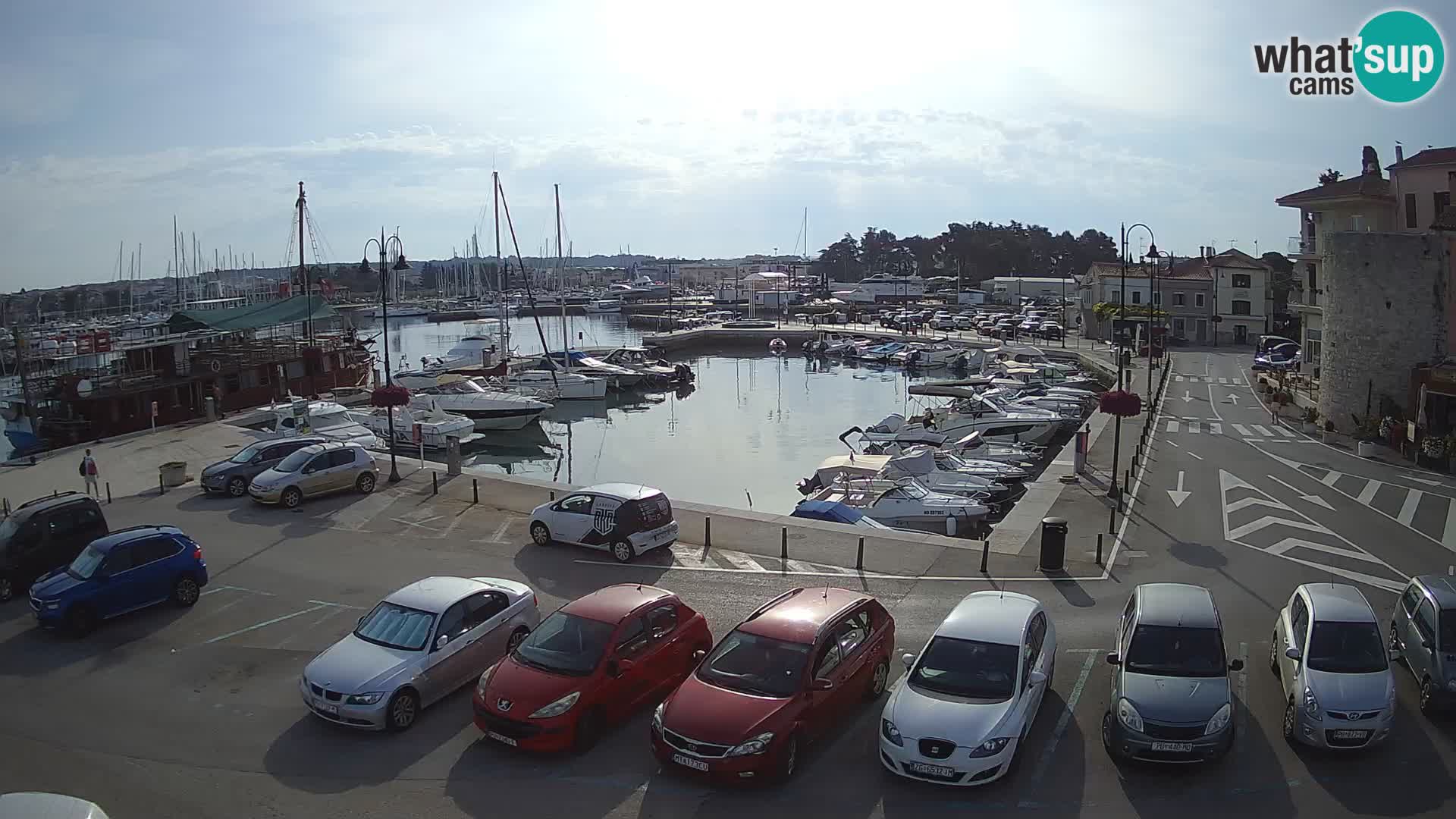 Novigrad | Porporela marina