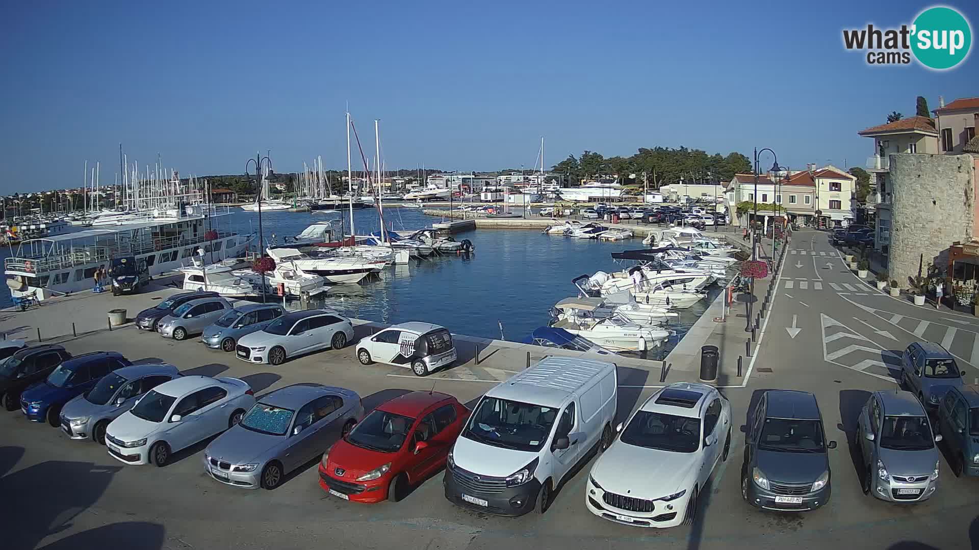 Novigrad | Porporela marina