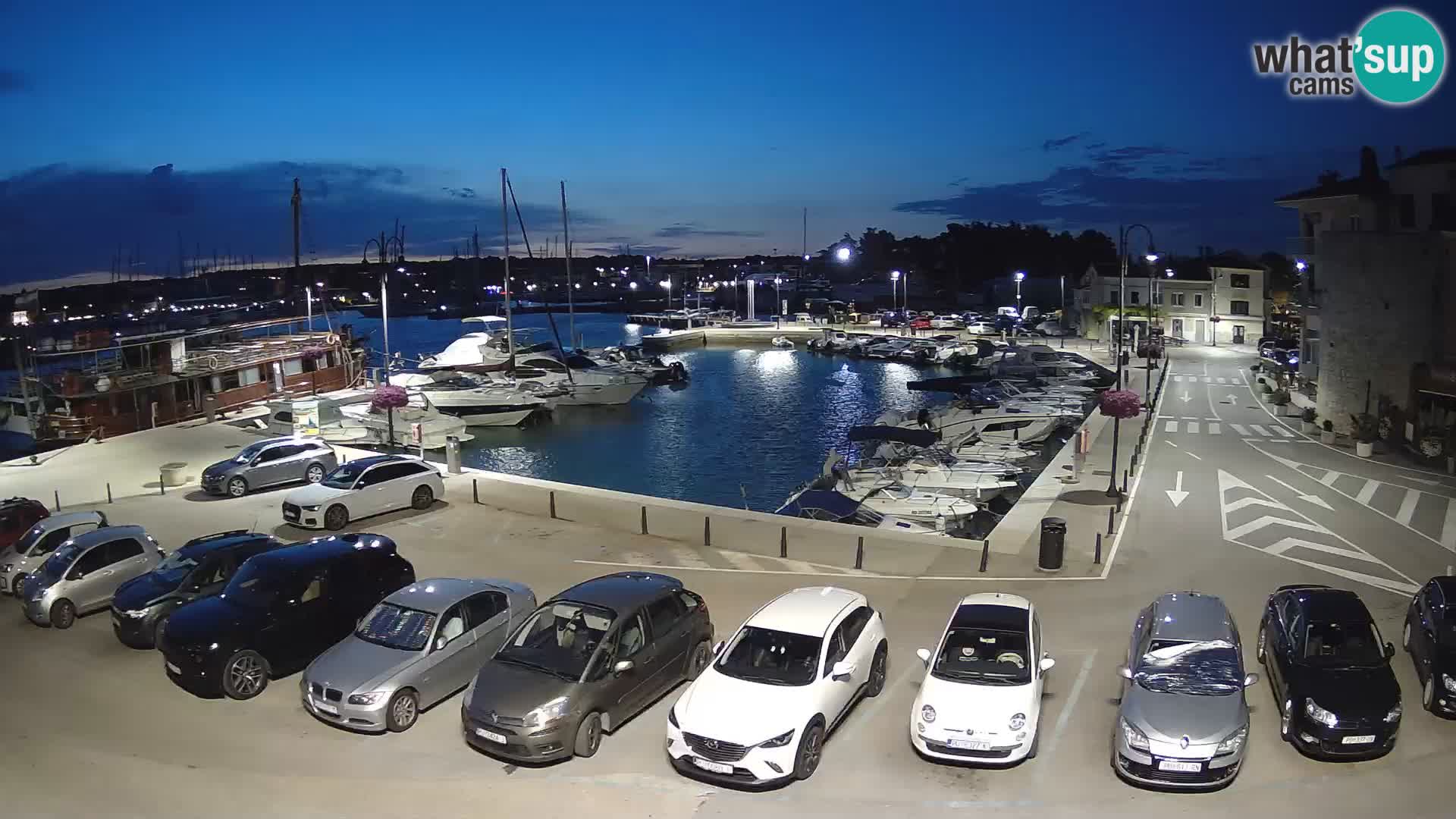 Novigrad | Porporela marina